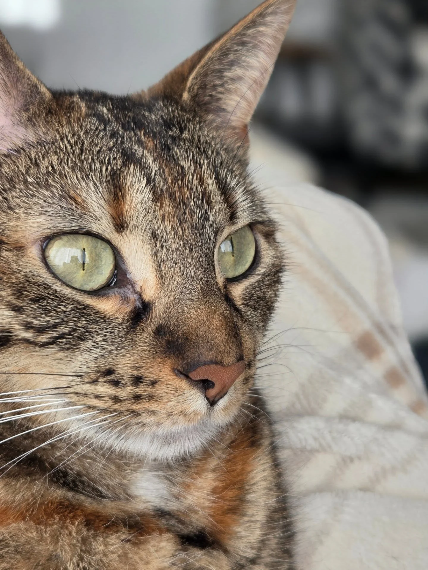 Kitty photo shoot timeline cleanse. 

#tabby #tabbiesofinstagram