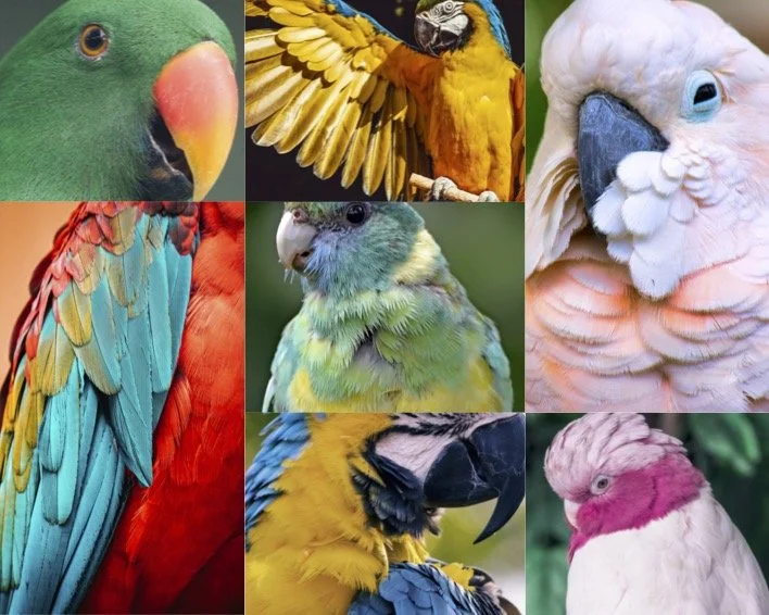 weavingbirdmoodboard.jpg
