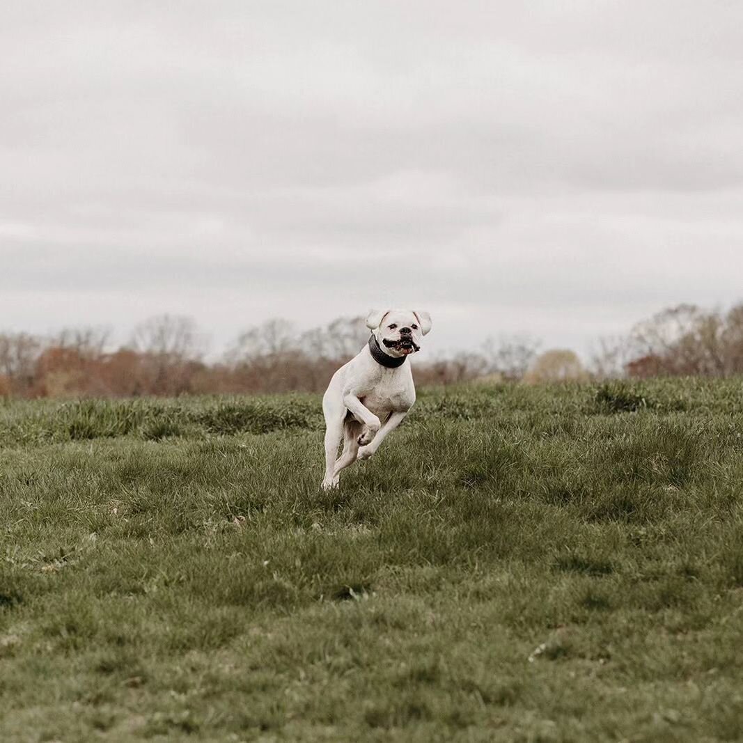 Here at Flash of Brilliance, we're looking forward to 2024 and the adventures in training the year will bring. 

Flash sure is happy to leap into the new year
📸: @caroline.gilbody 

#positivereinforcement #dogtraining #newyearnewadventures