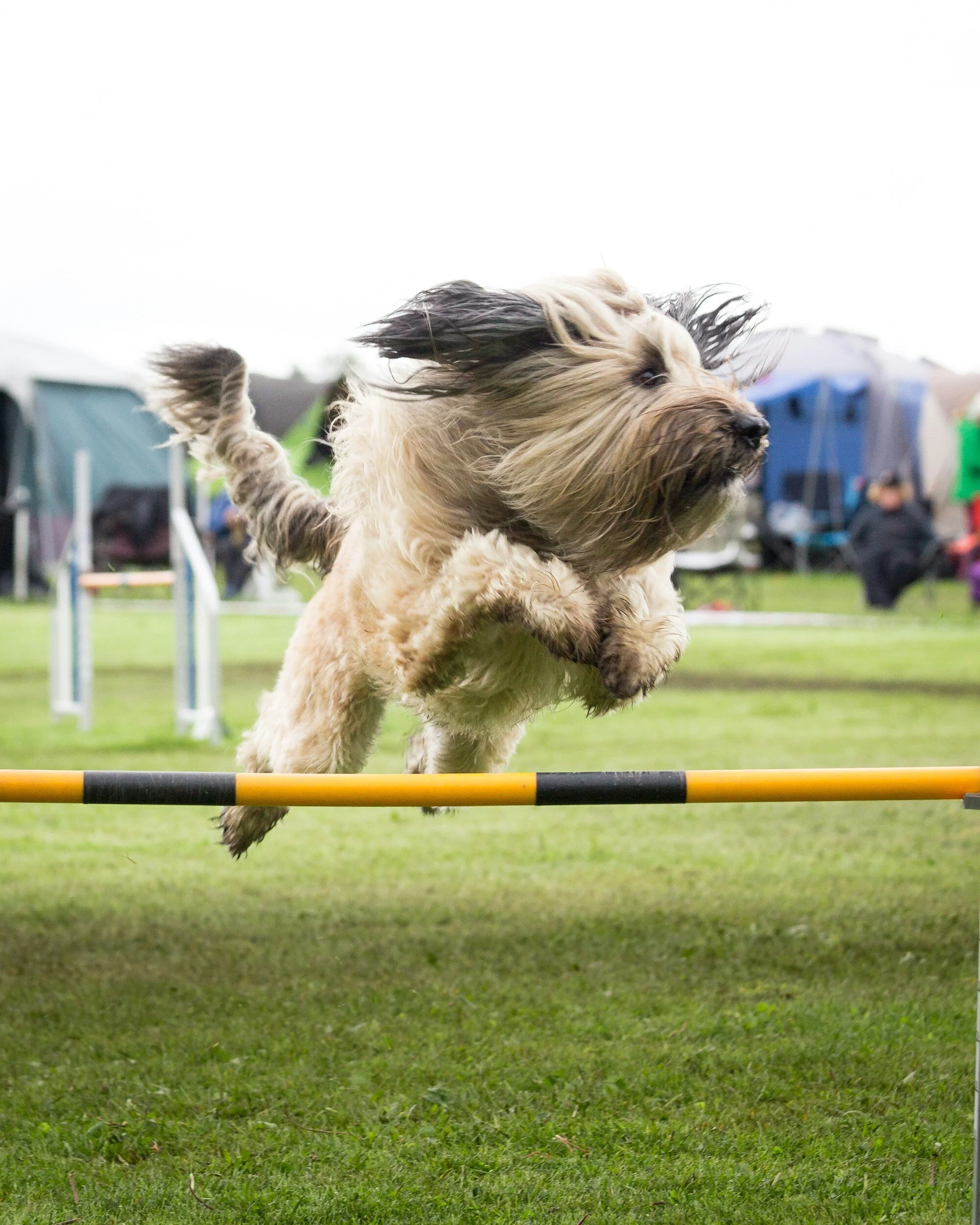 a fuzzy cream colored dog is jumping over an agility jump