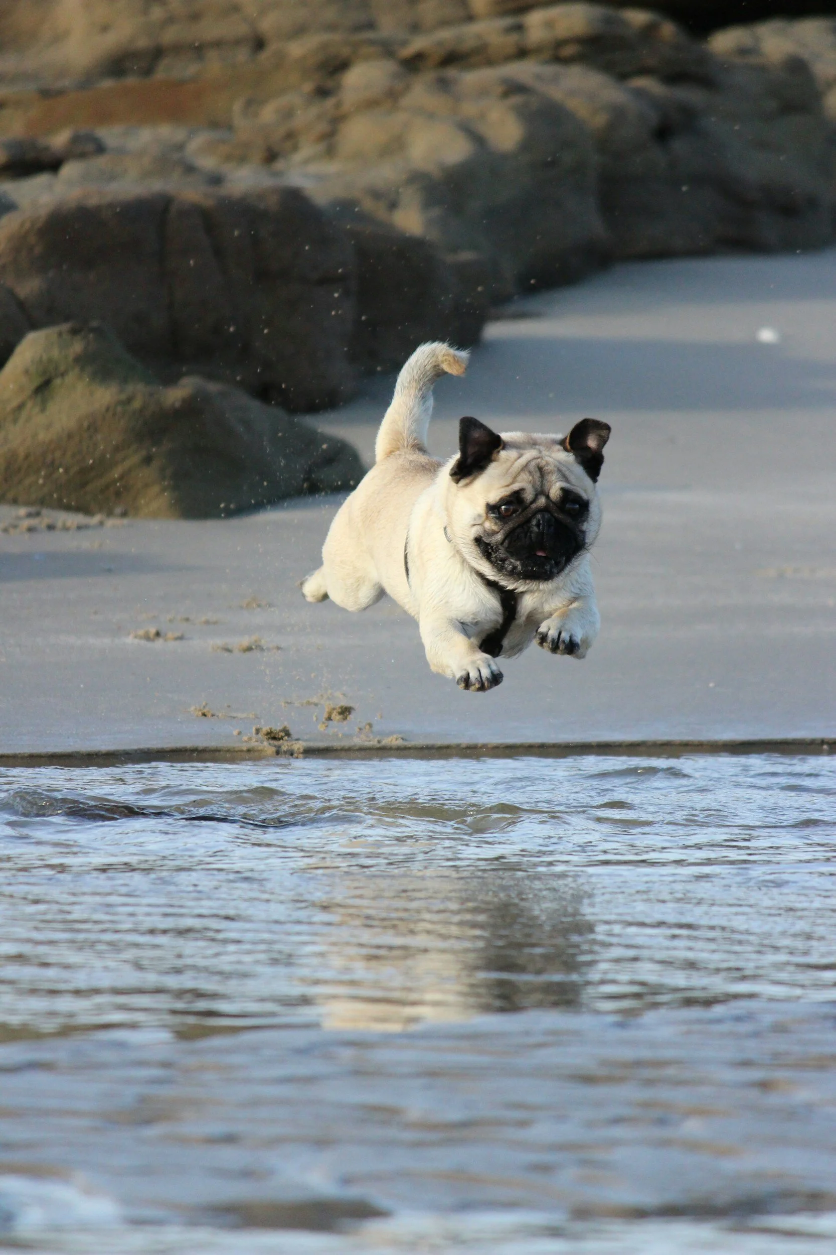 a pug is running towards the camera through water