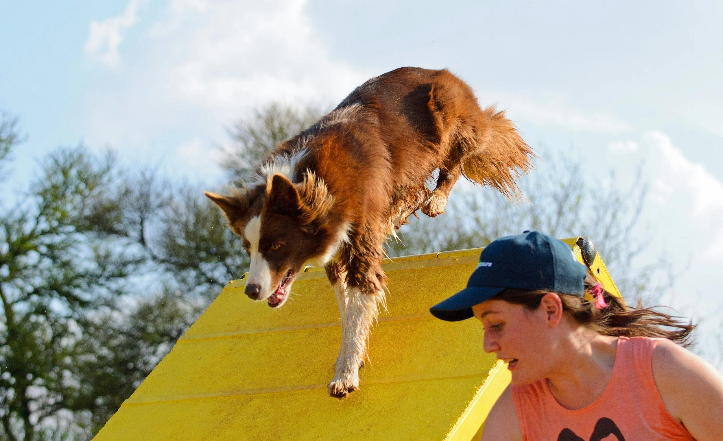 a woman is playing agility with her brown border collie who is going over the a-frame