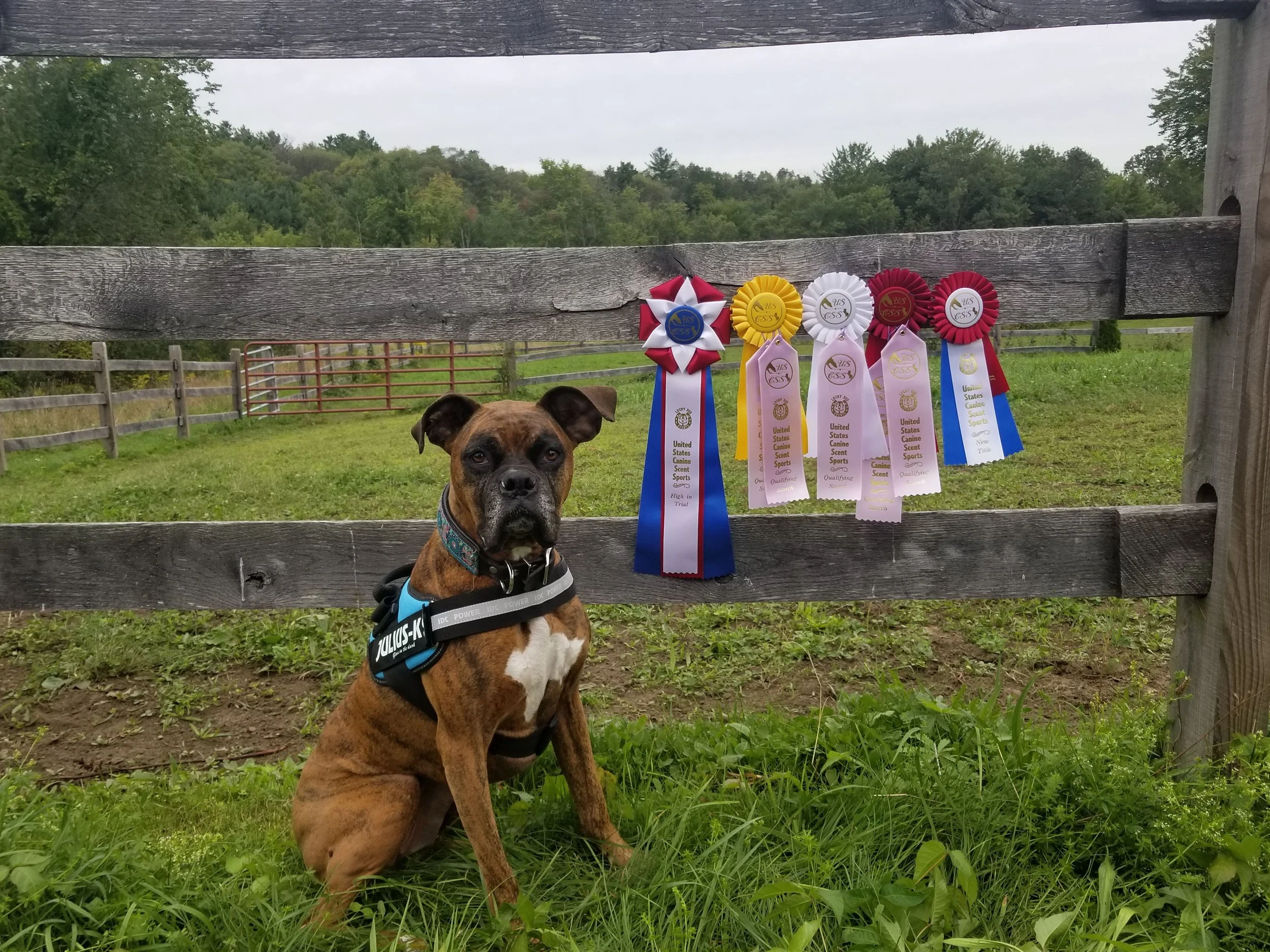 a brindle boxer is sitting by a fence that is displaying qualifying ribbons from a scent work trial