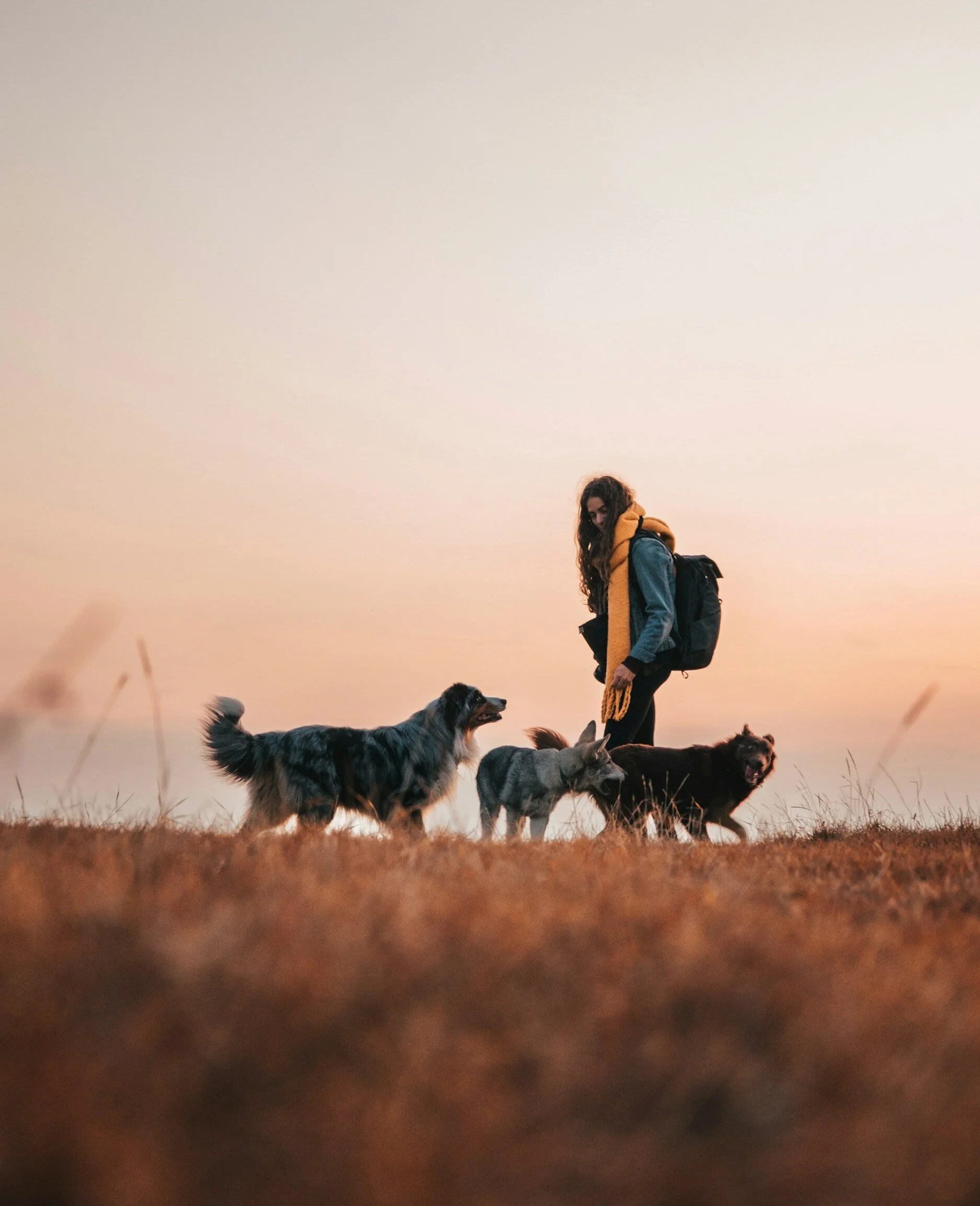 a person with long brown hair is walking in a field with multiple dogs
