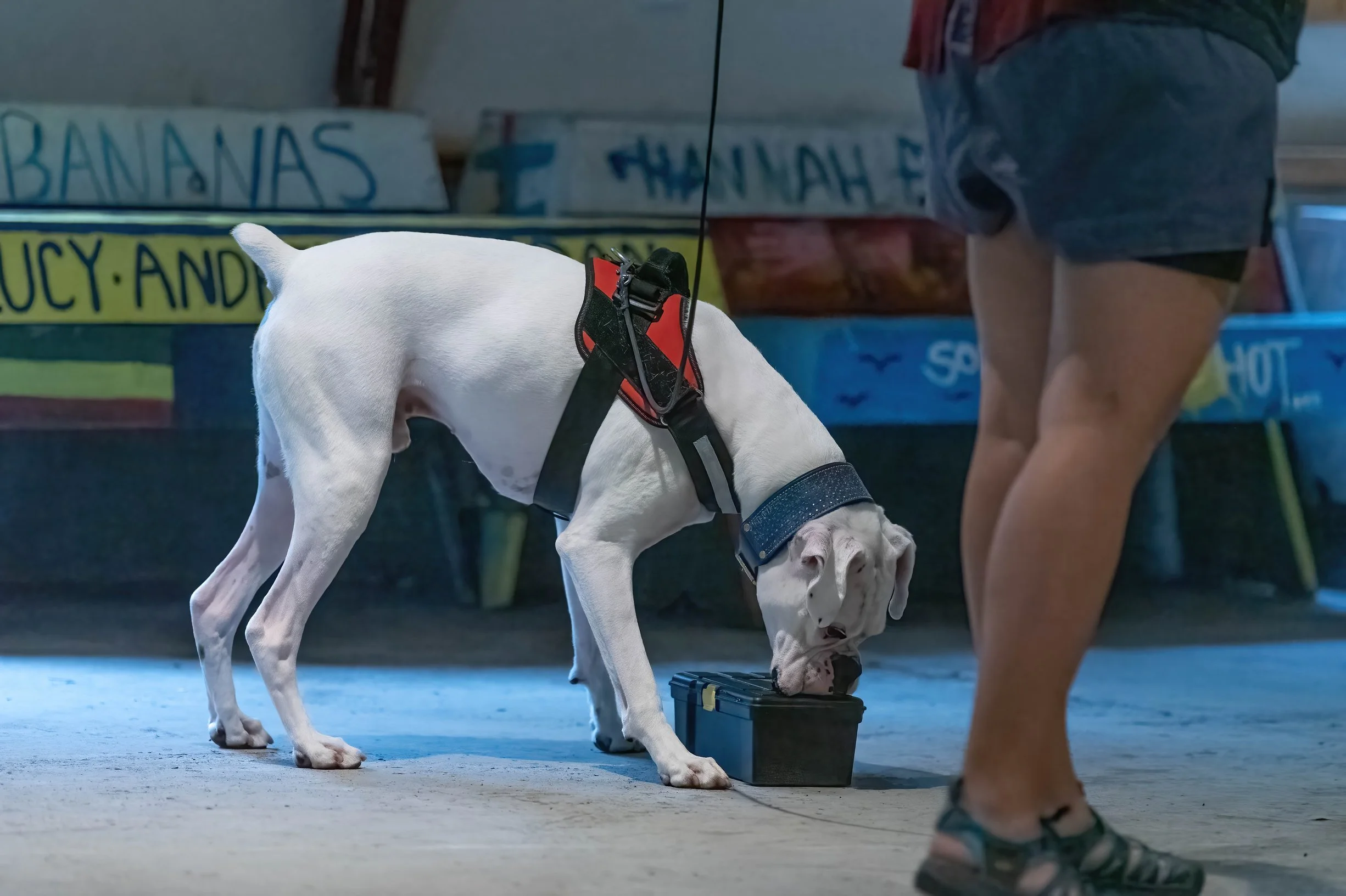 White Boxer in a Red Harness indicating that he found the hide in a plastic toolbox