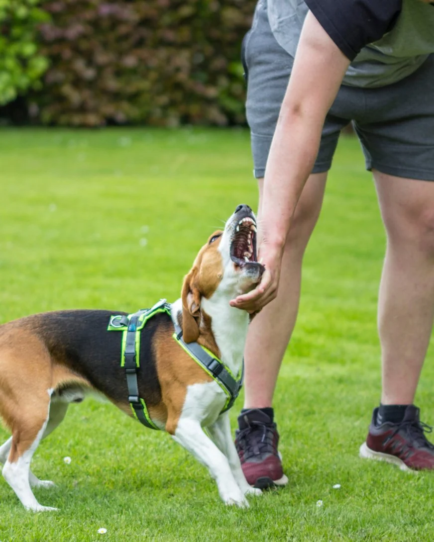 a beagle looks like he's trying to bite his owner's hand