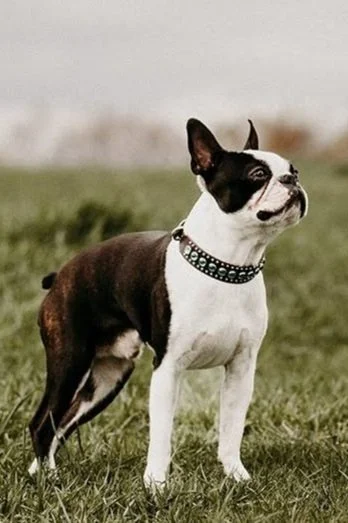 a Brindle coated Boston Terrier is looking off into the distance wearing a brown collar with blue conches.