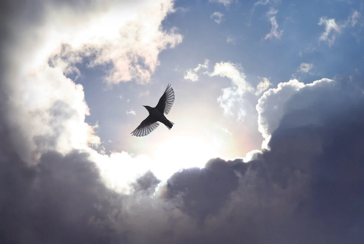 bird flying free