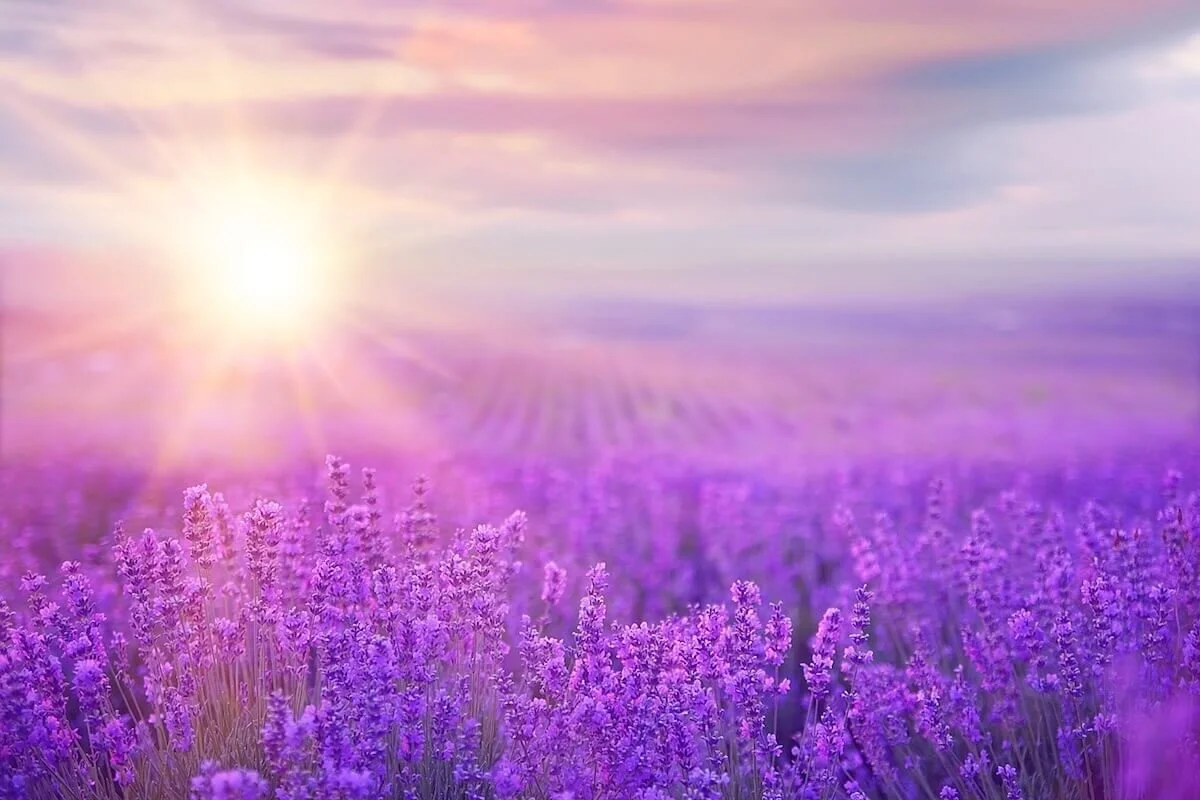 subconscious healing fully come alive field of lavender