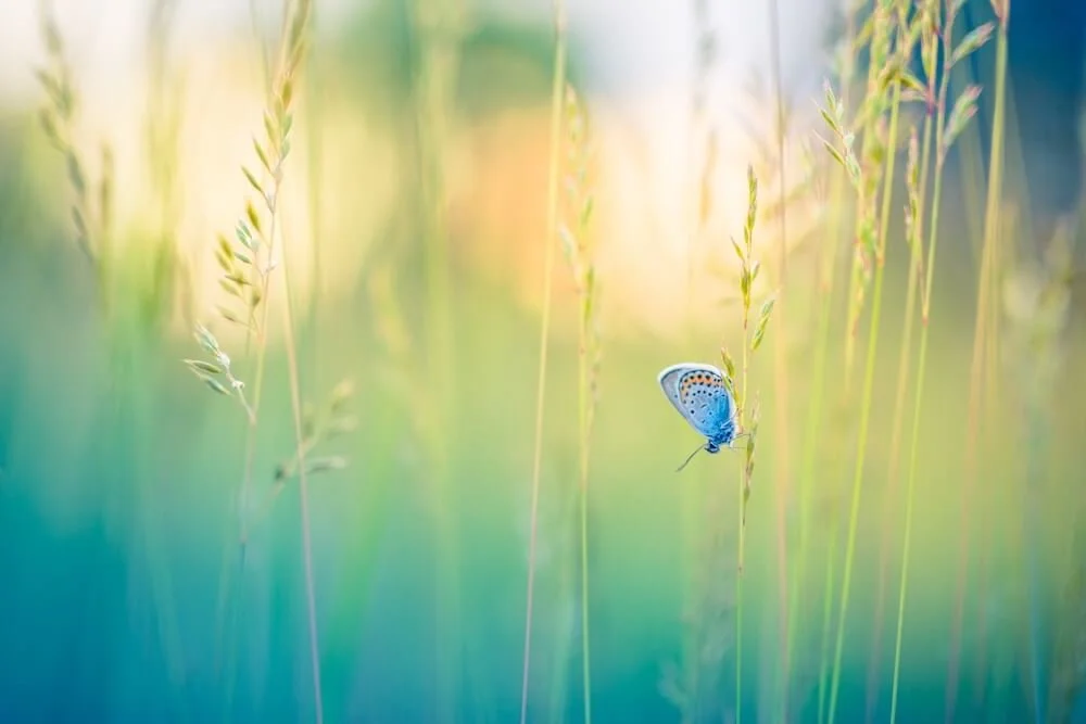 integrating psilocybin with nature butterfly on tall grass