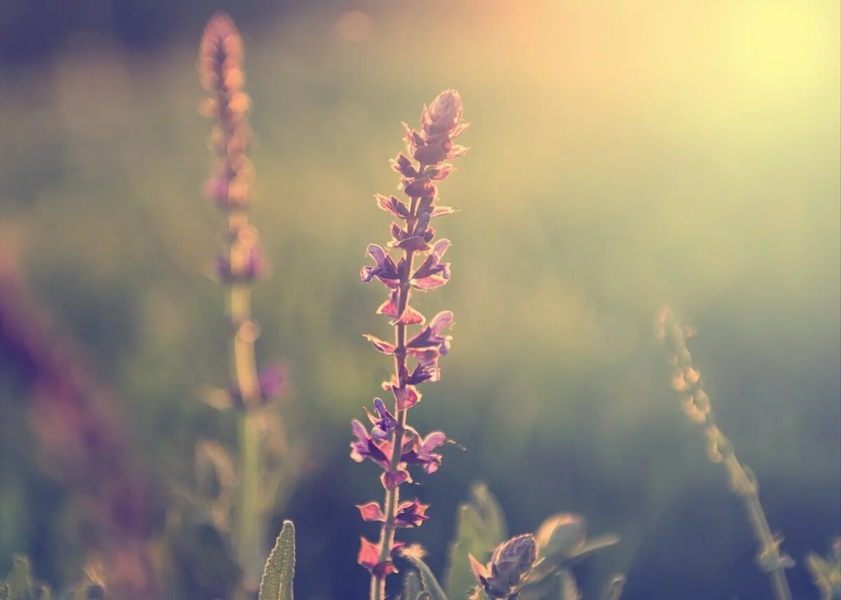 purple flowers in field at sunset