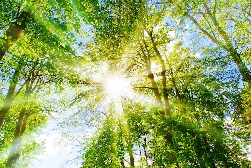 sun shining through trees in bend oregon