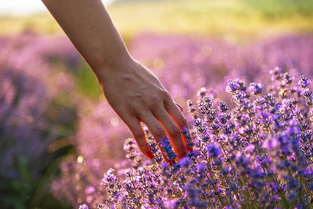 woman with hand in lavender field