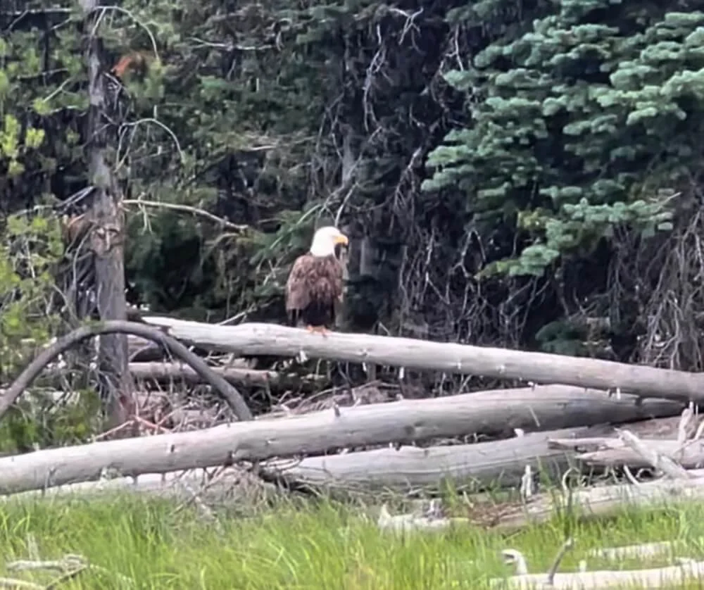 bald-eagle-bend-oregon-psilocybin-integration