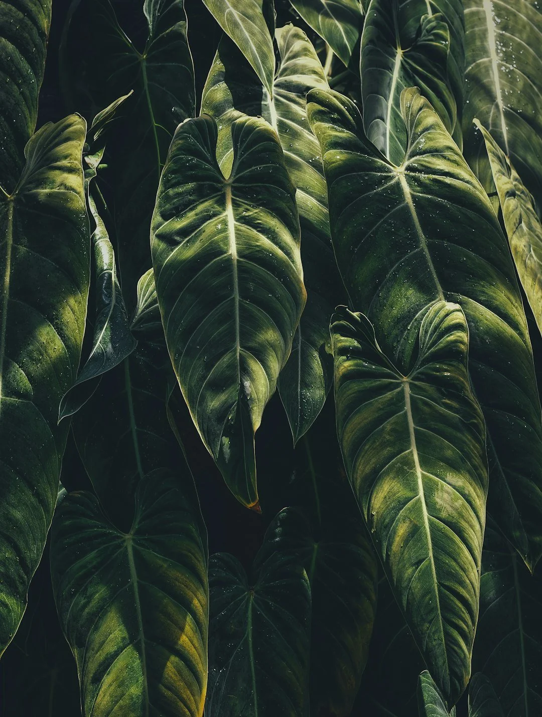 unsplash-image-wMqPJs2x0-A.jpg