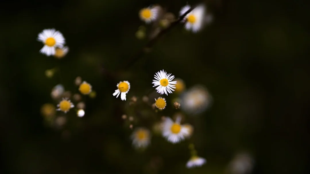 unsplash-image-NDK4Rep5M6A.jpg
