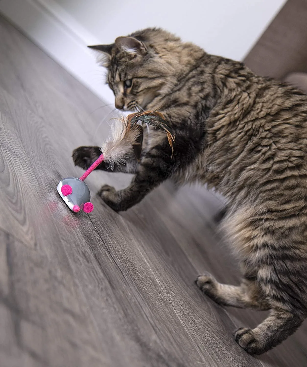 Cat playing with mouse toy