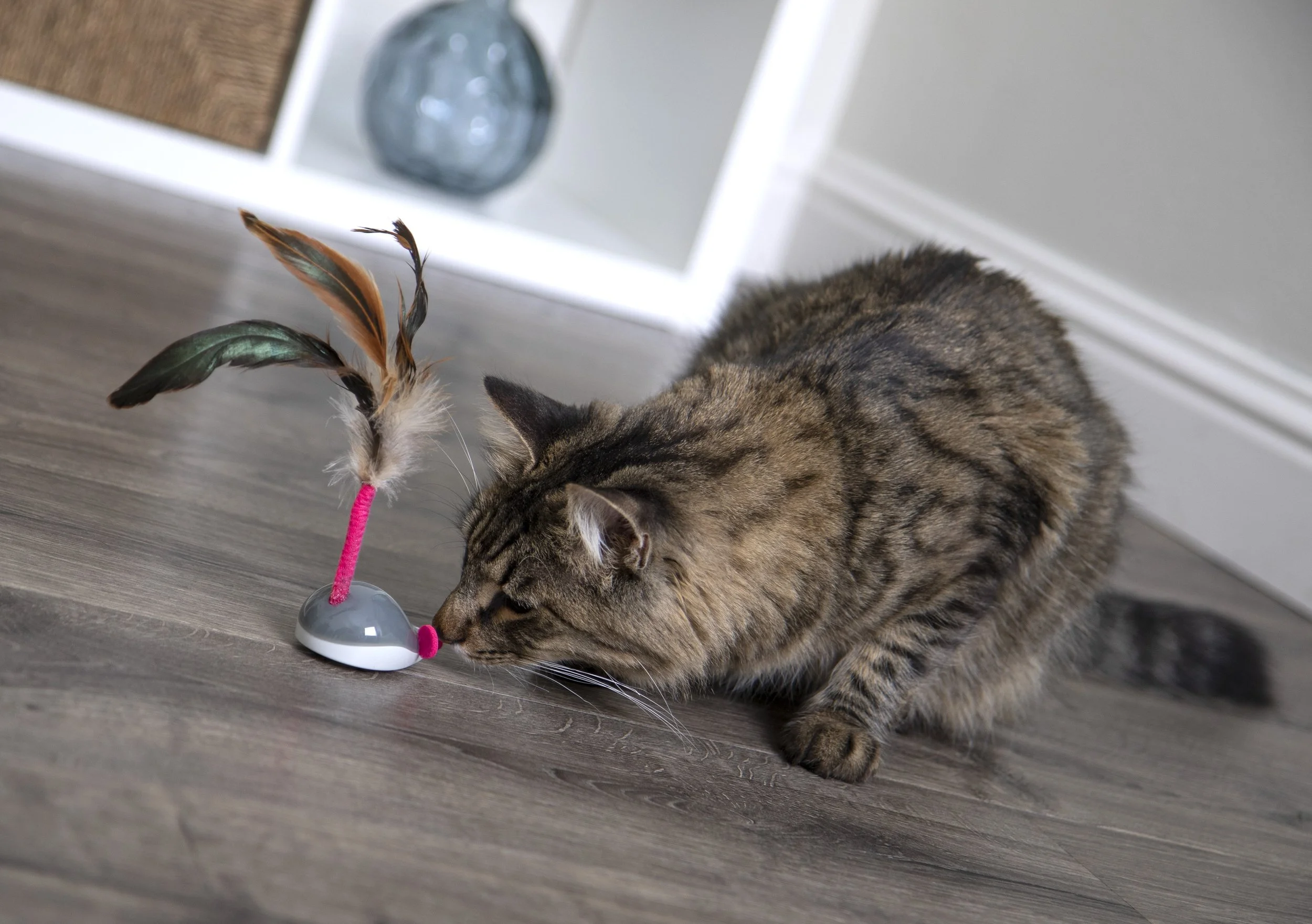 Cat playing with mouse toy