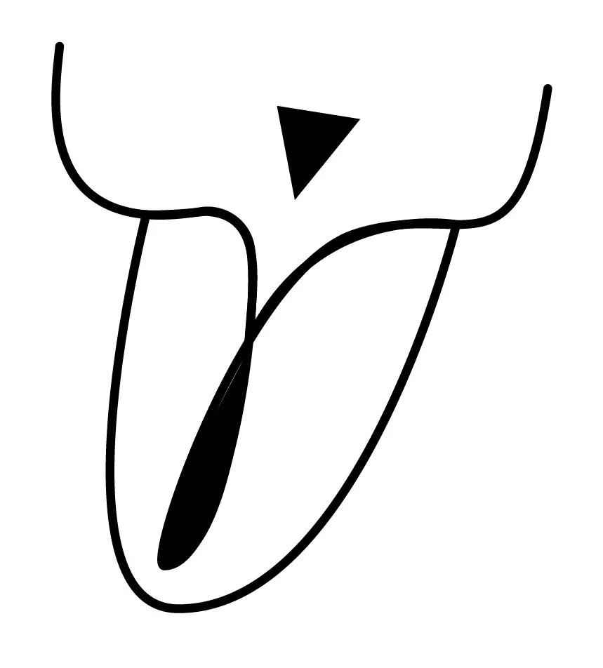 Cat tounge