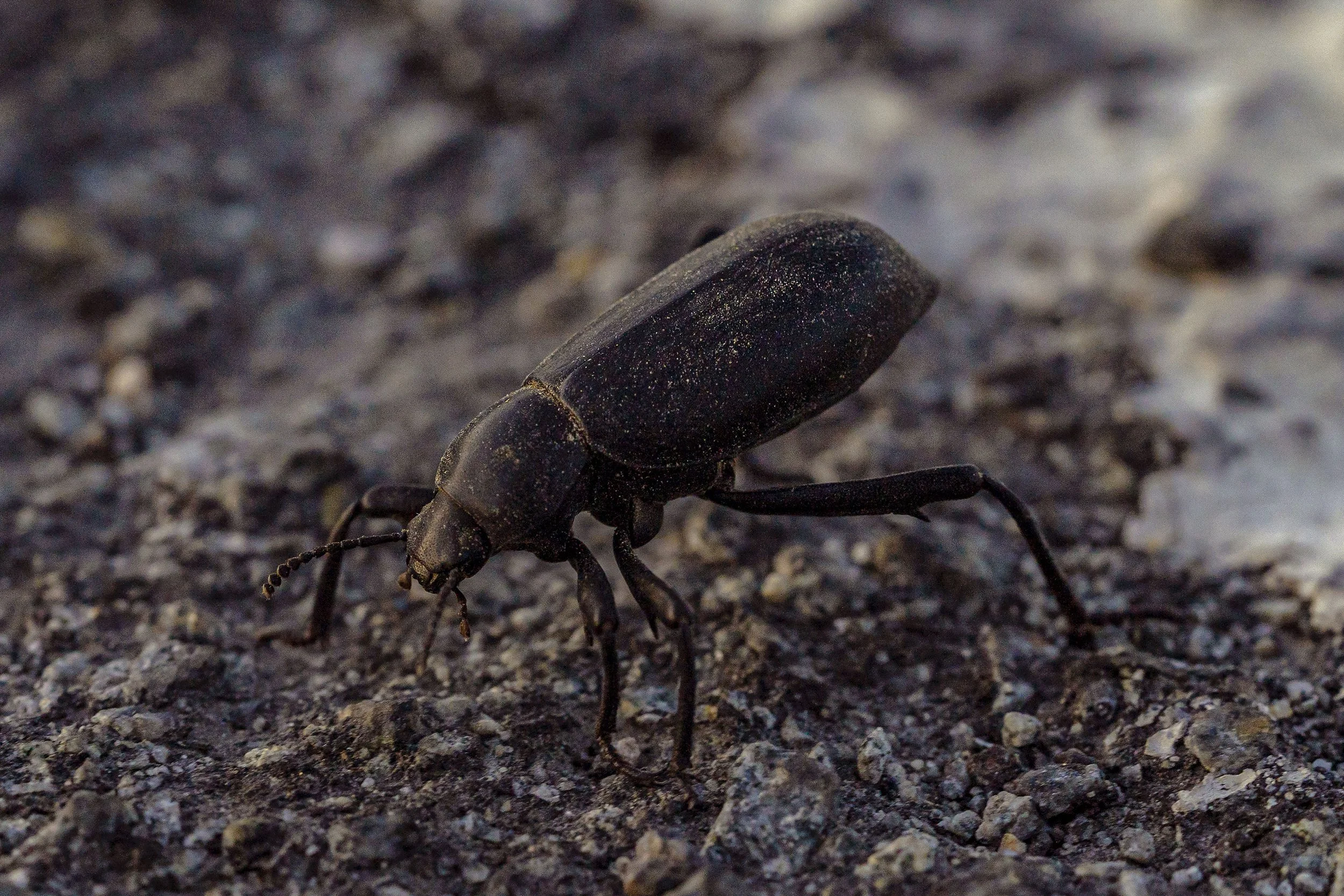 Desert Beetle Website.jpg