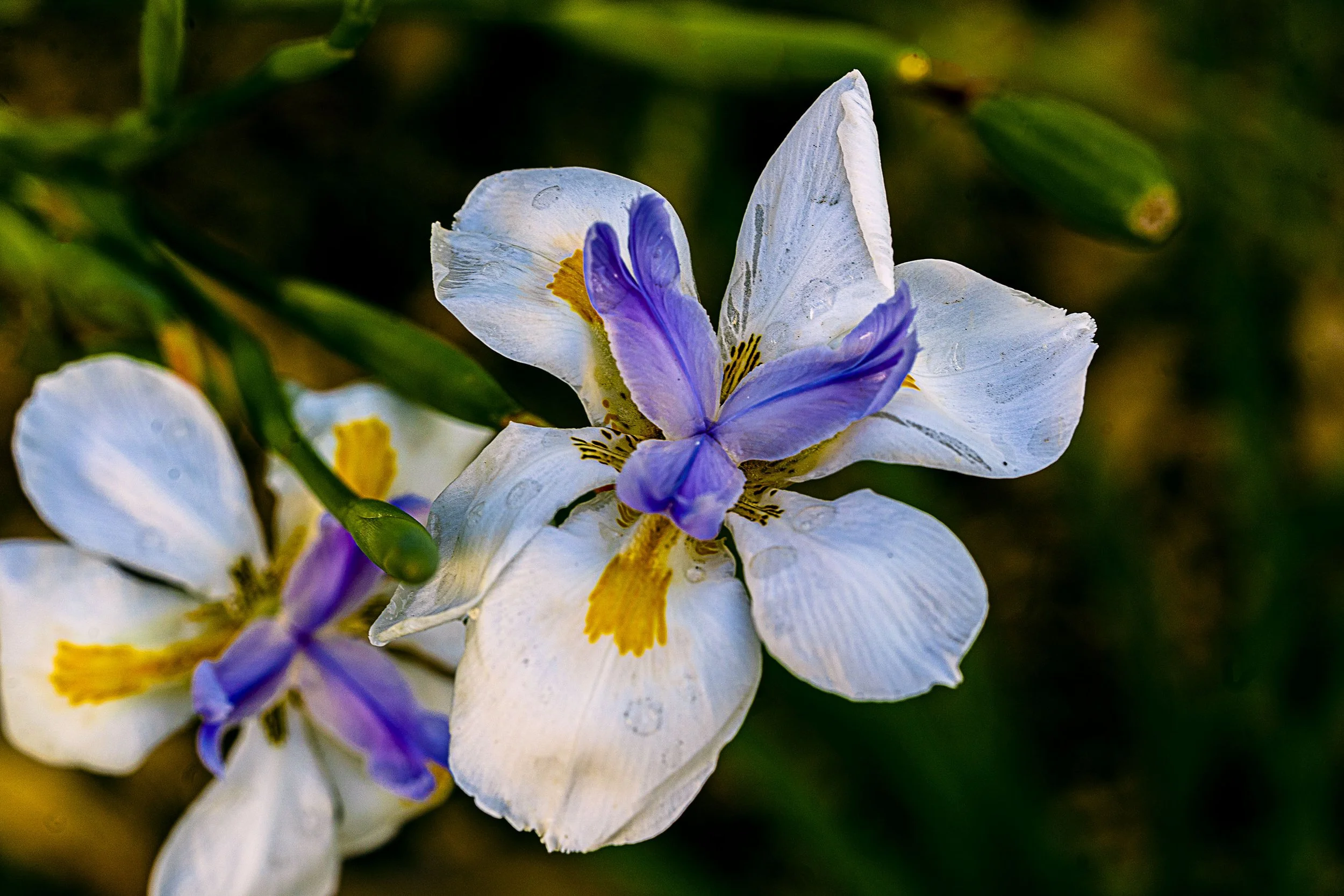 _ECH0808 Website.jpg