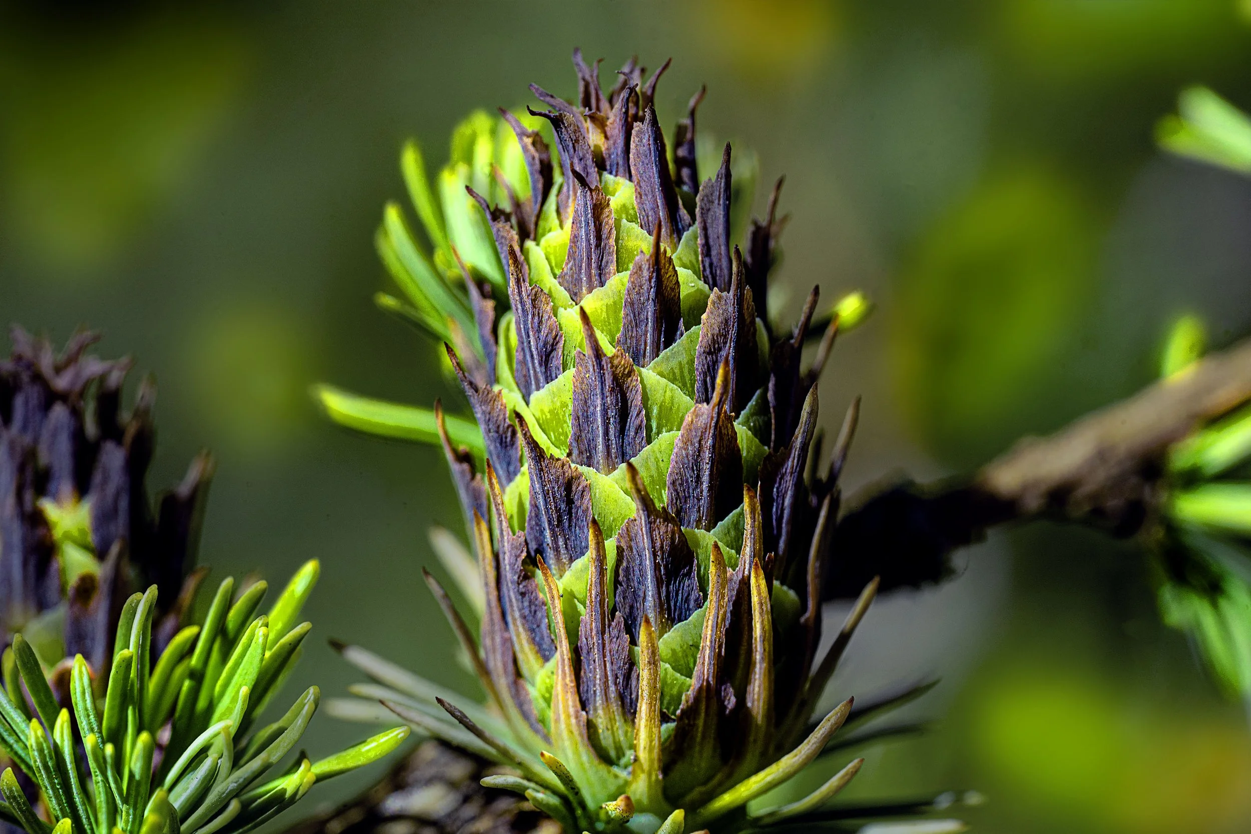 _ECH0847 Website.jpg