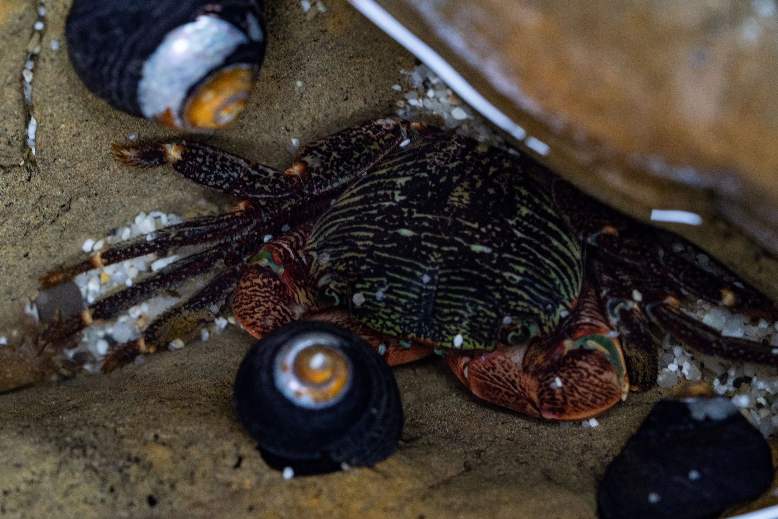 _ECH6058 Website.jpg