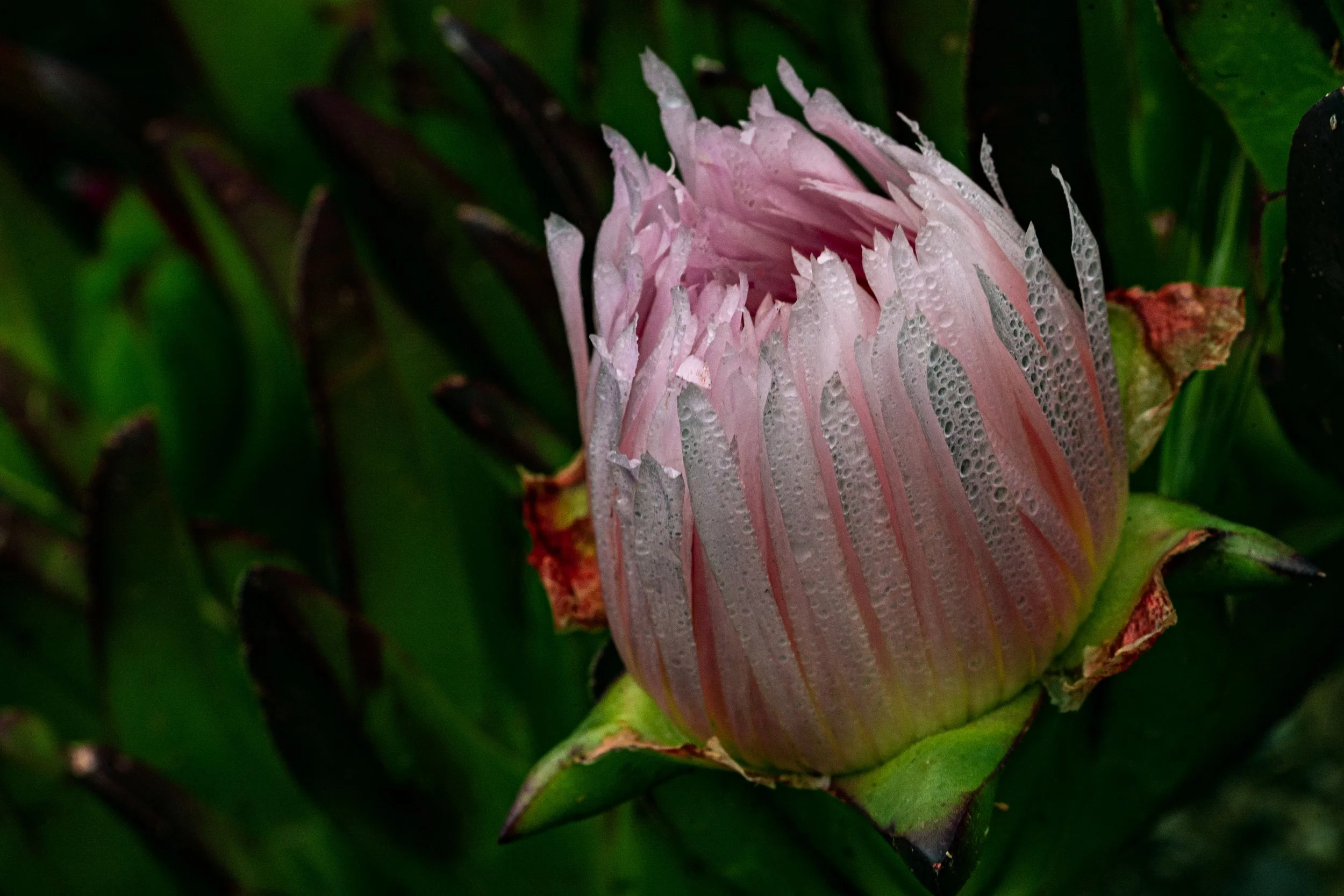 _ECH5940 Website.jpg