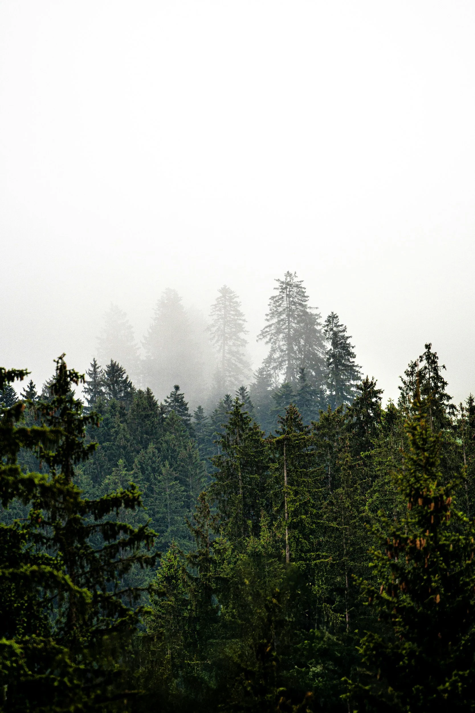 Dense forest with tall evergreen trees shrouded in fog, creating a mysterious atmosphere.