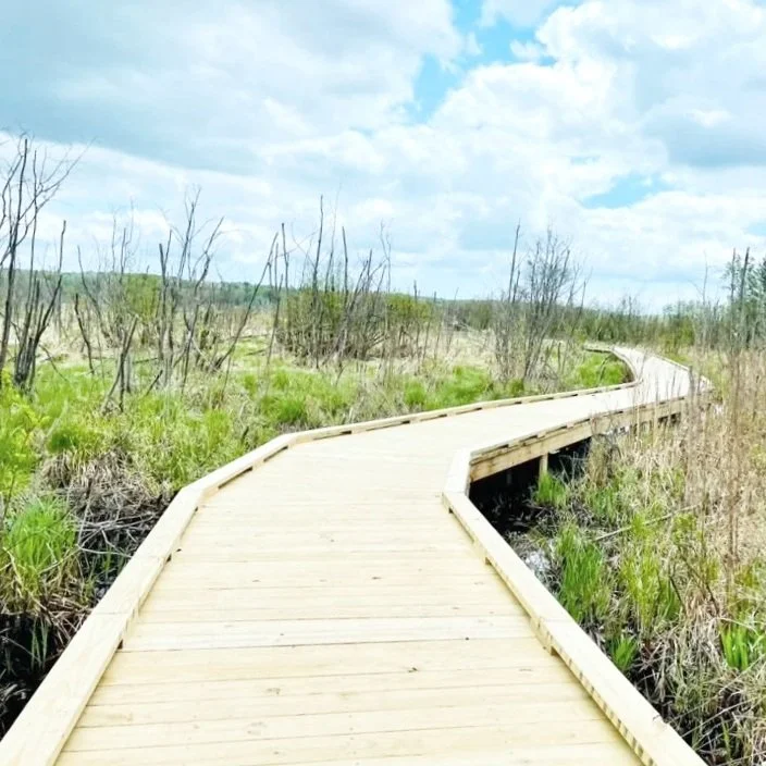 A winding wooden boardwalk through a wetland area with tall grasses and sparse trees under a partly cloudy sky.
