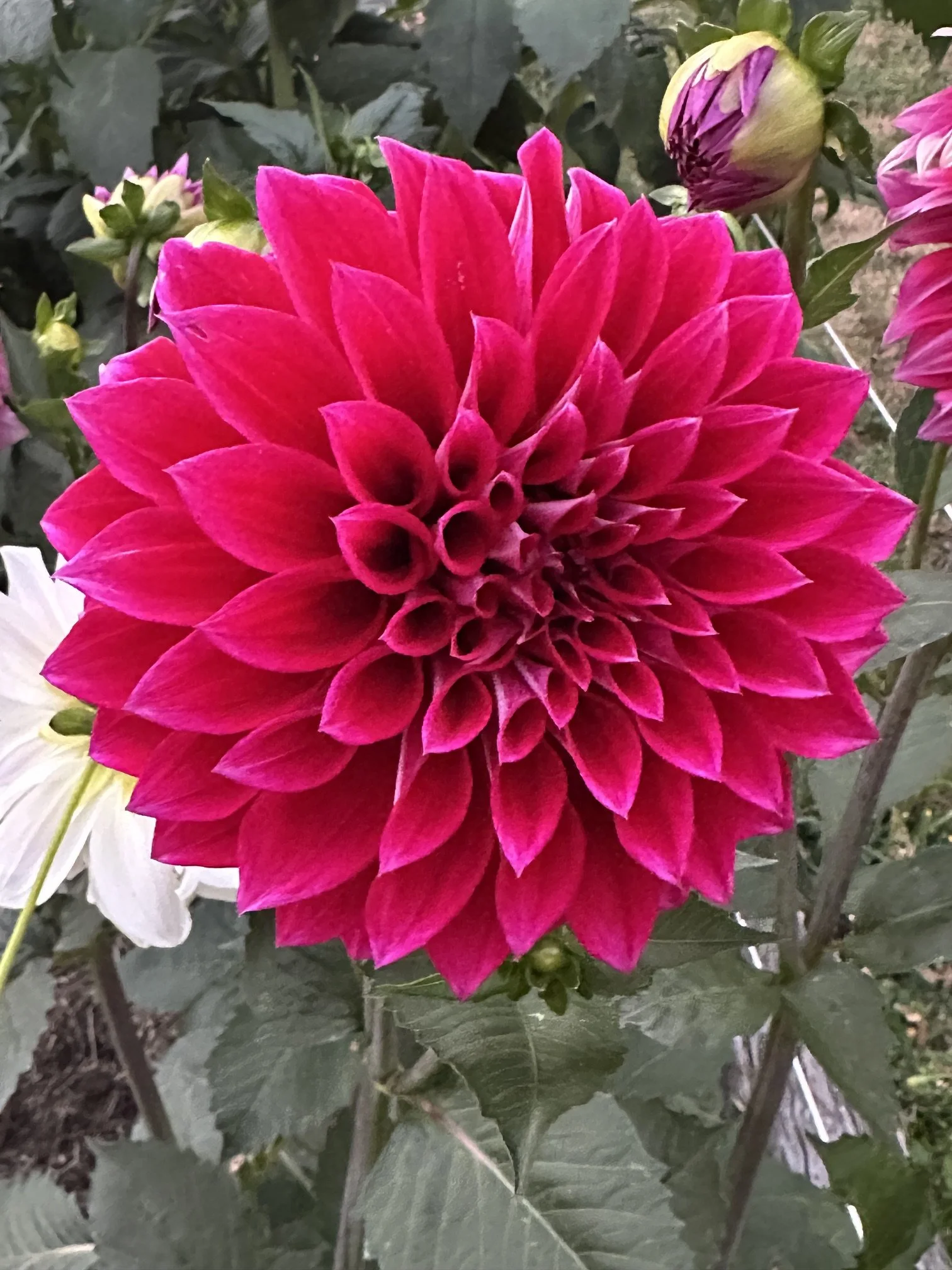 IMG_1668.jpeg