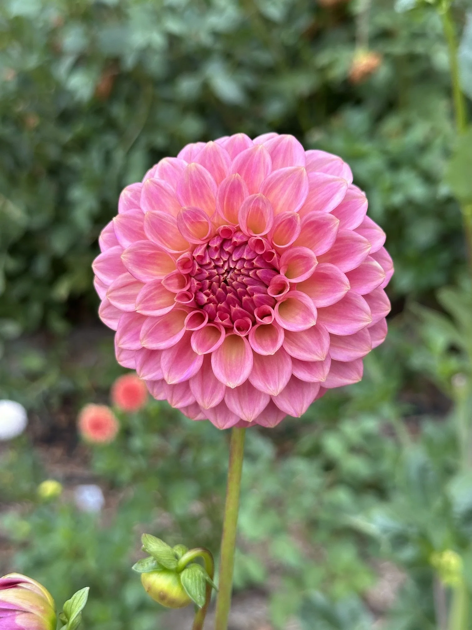 IMG_1744.jpeg