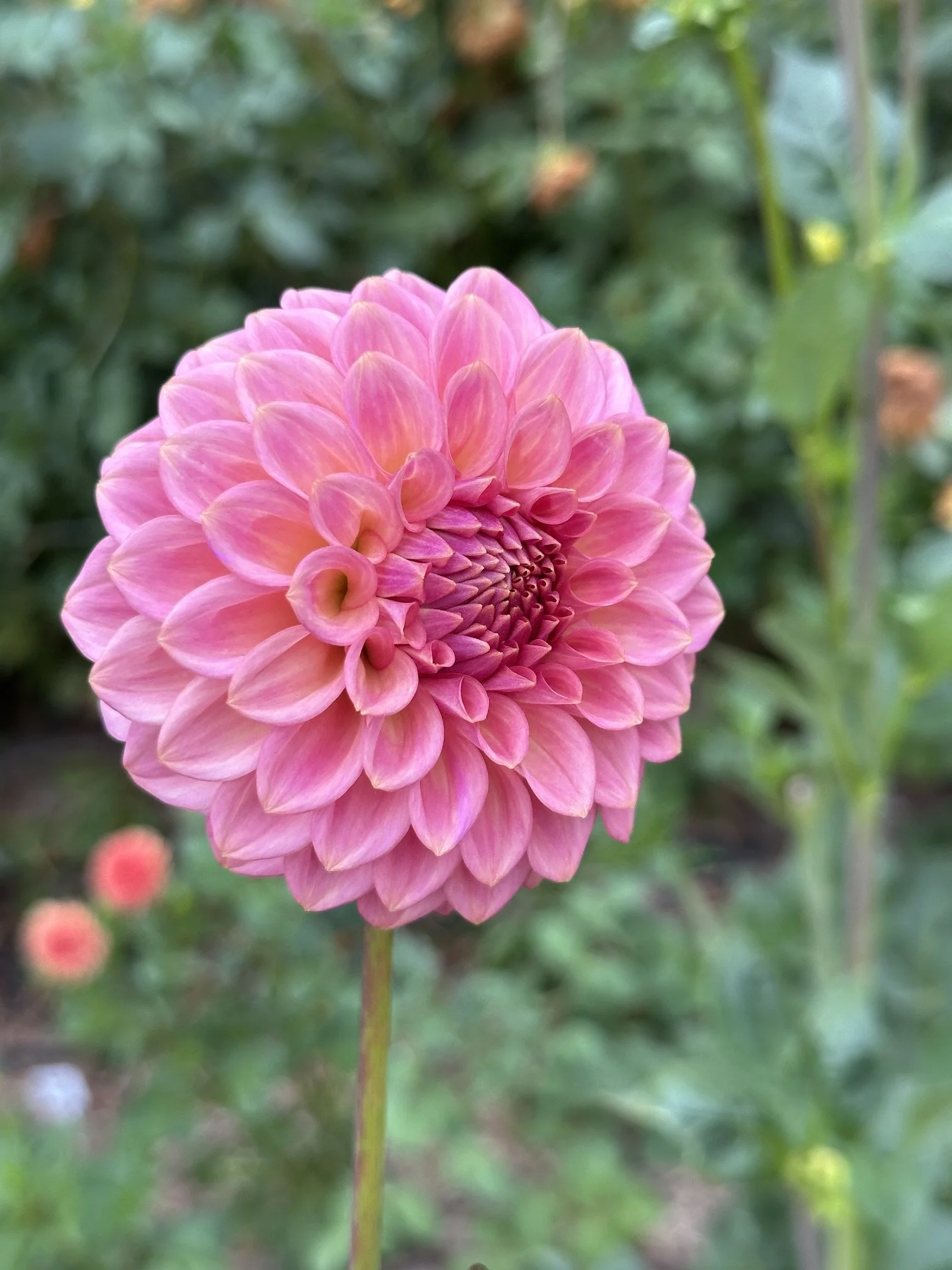 IMG_1746.jpeg