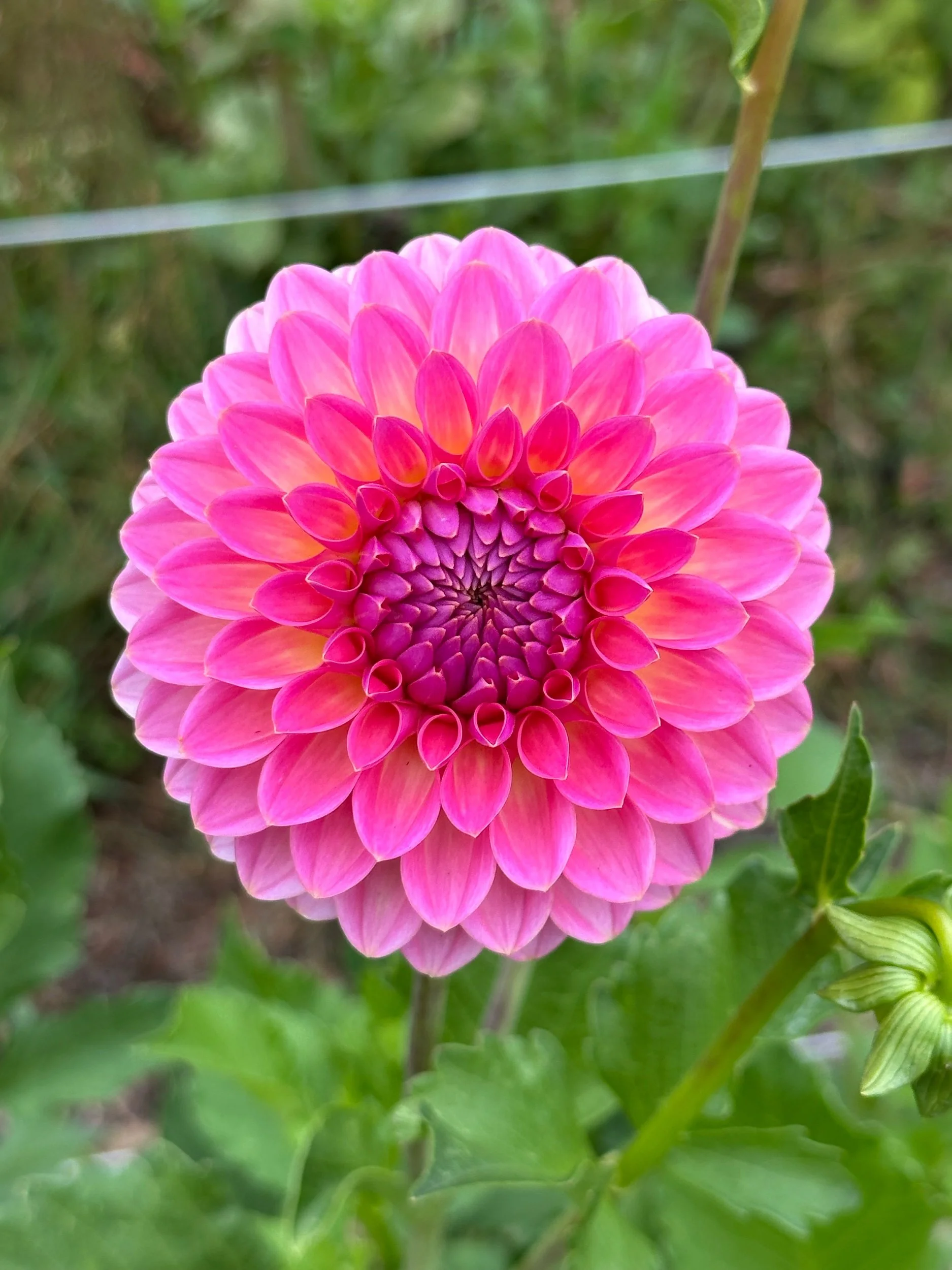 Pink Suffusion