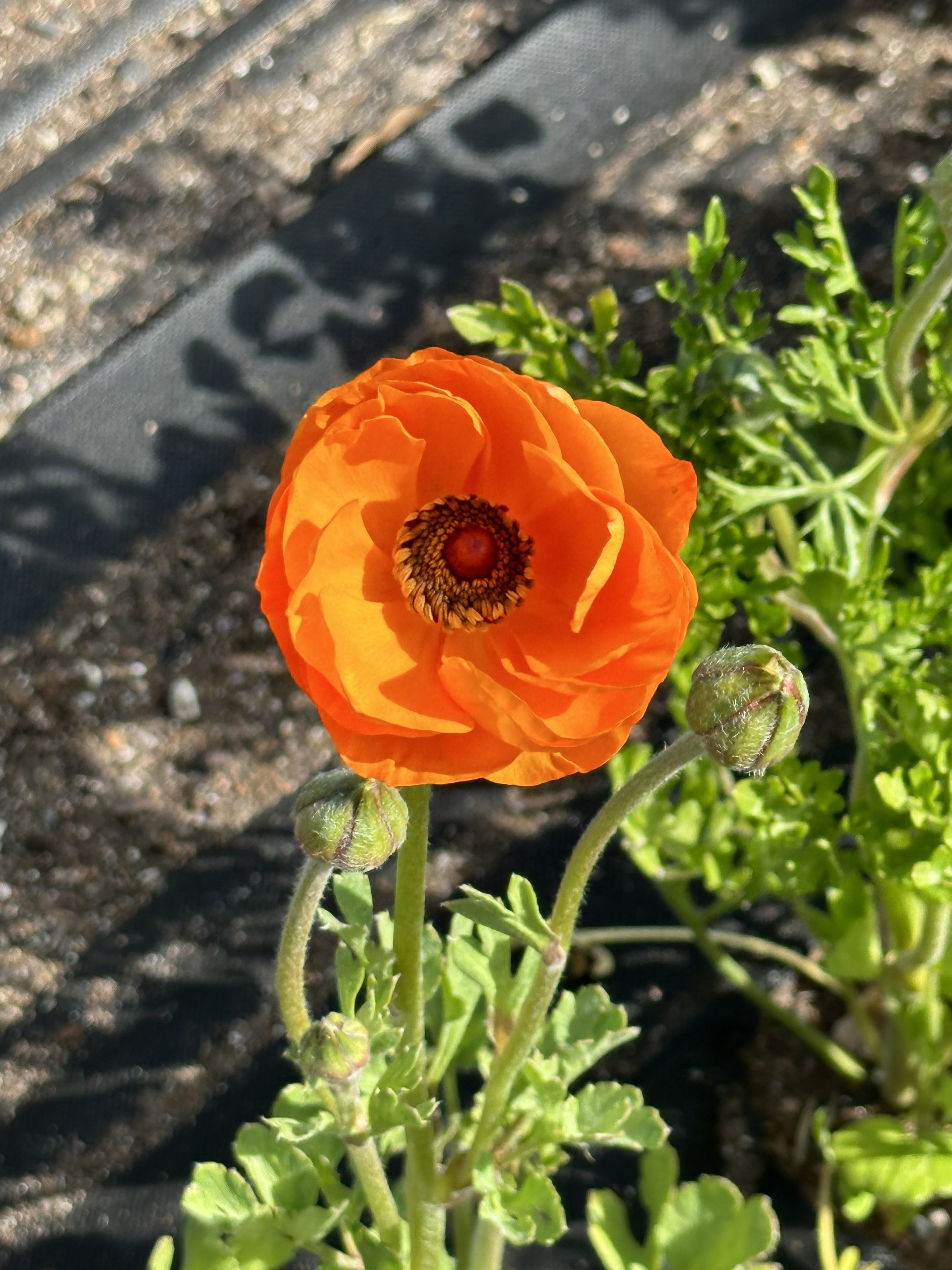 IMG_4040.jpeg
