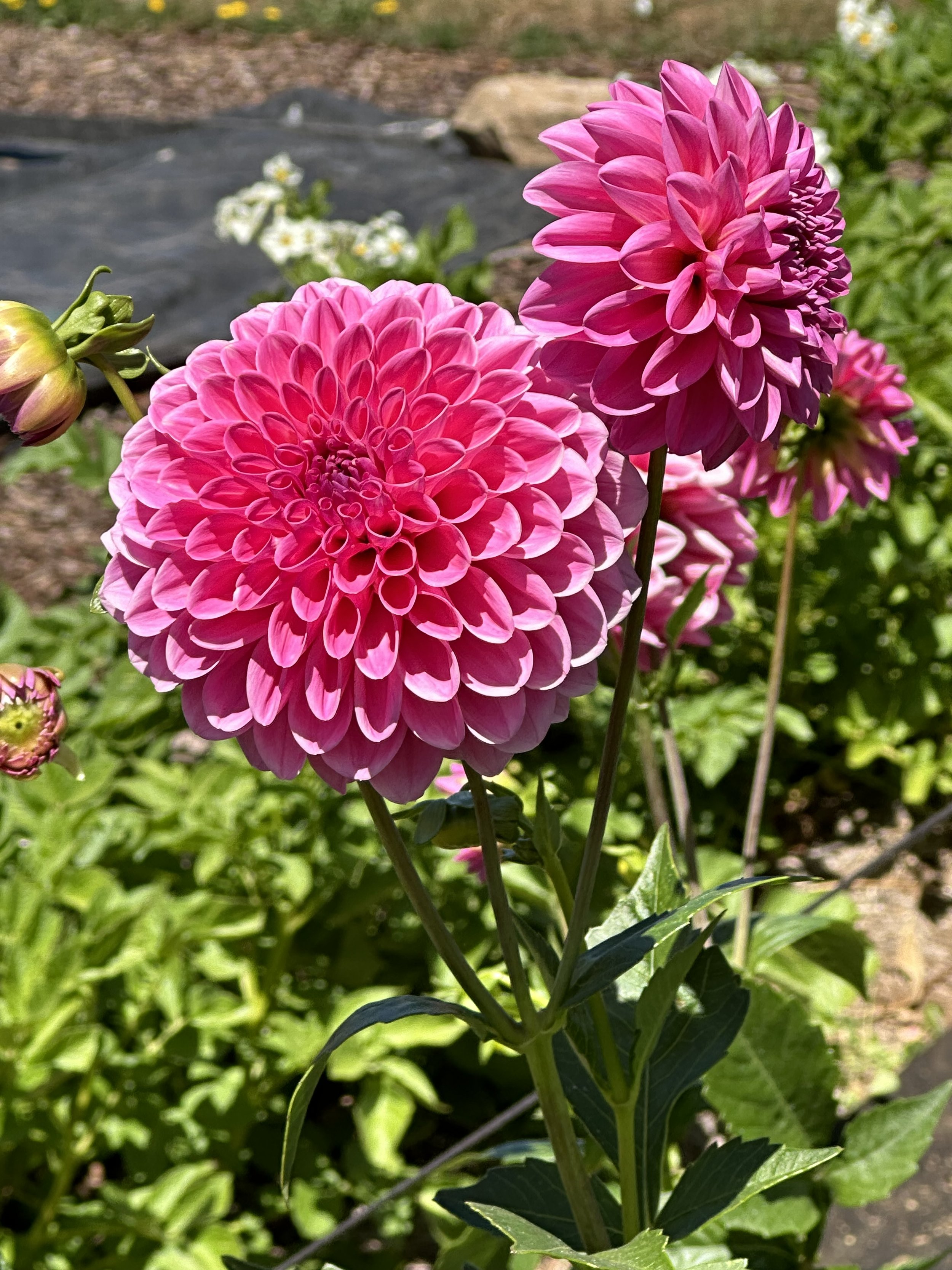 IMG_7328.jpeg