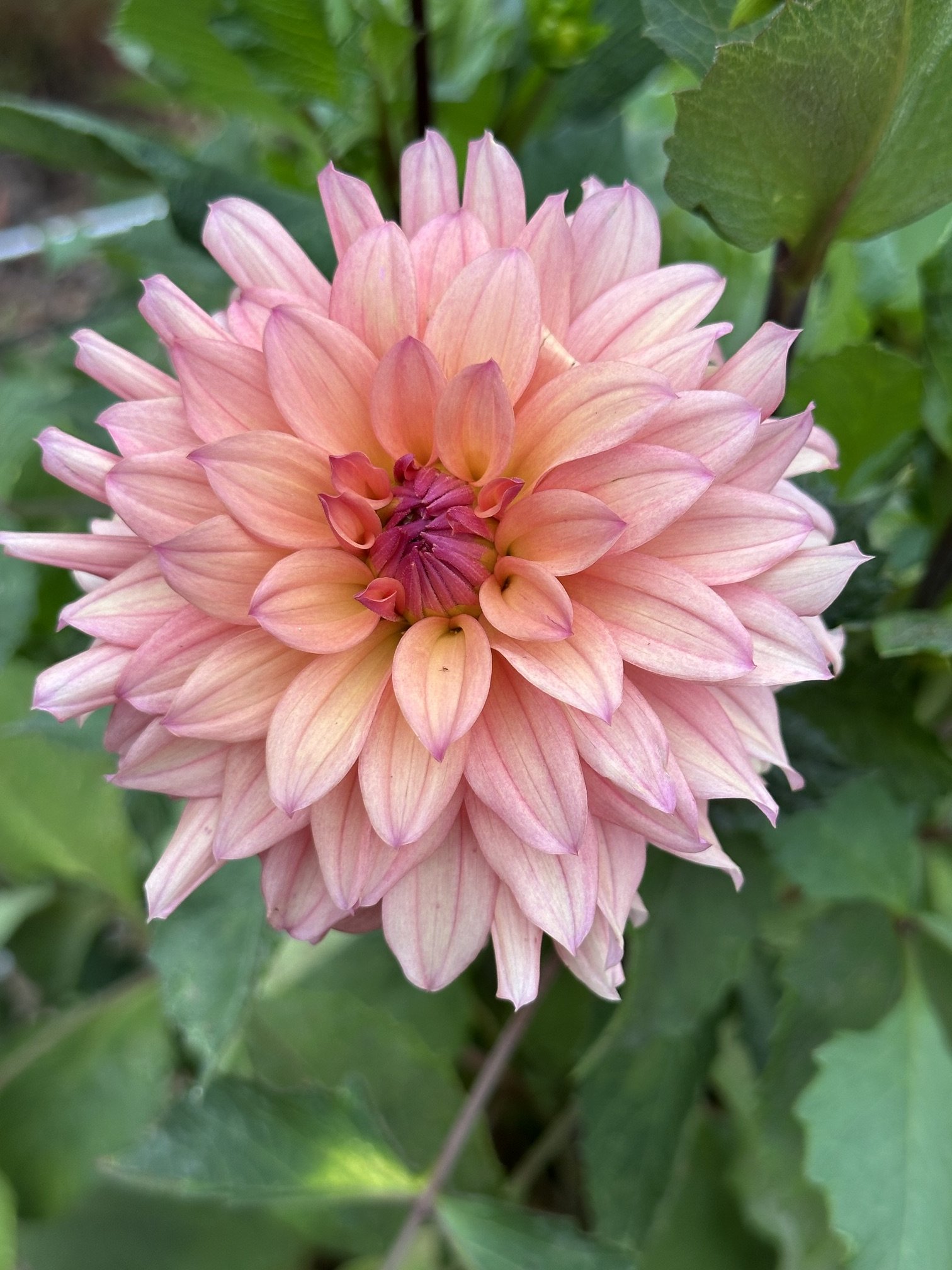 African Peach