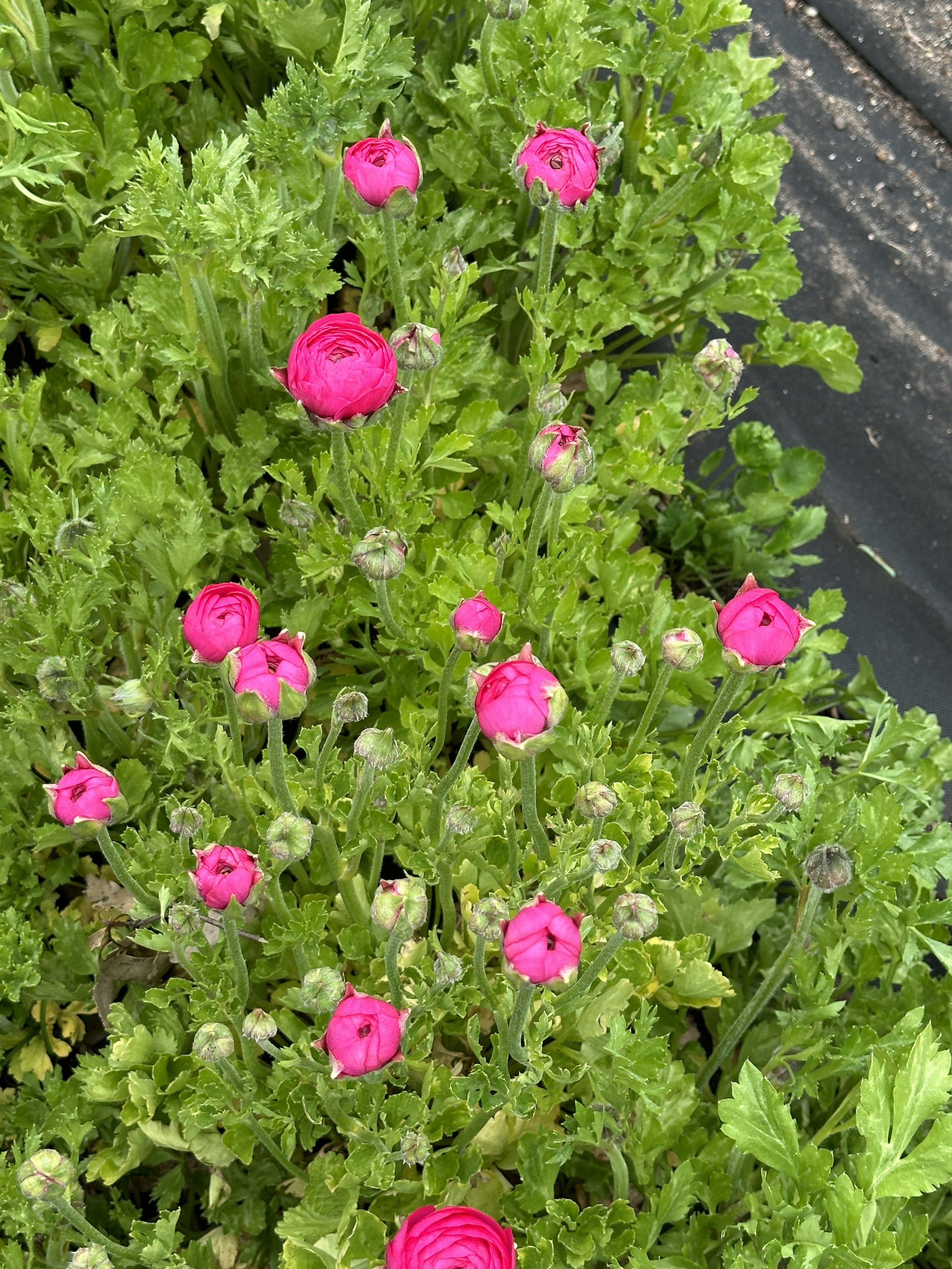 IMG_3590.jpeg