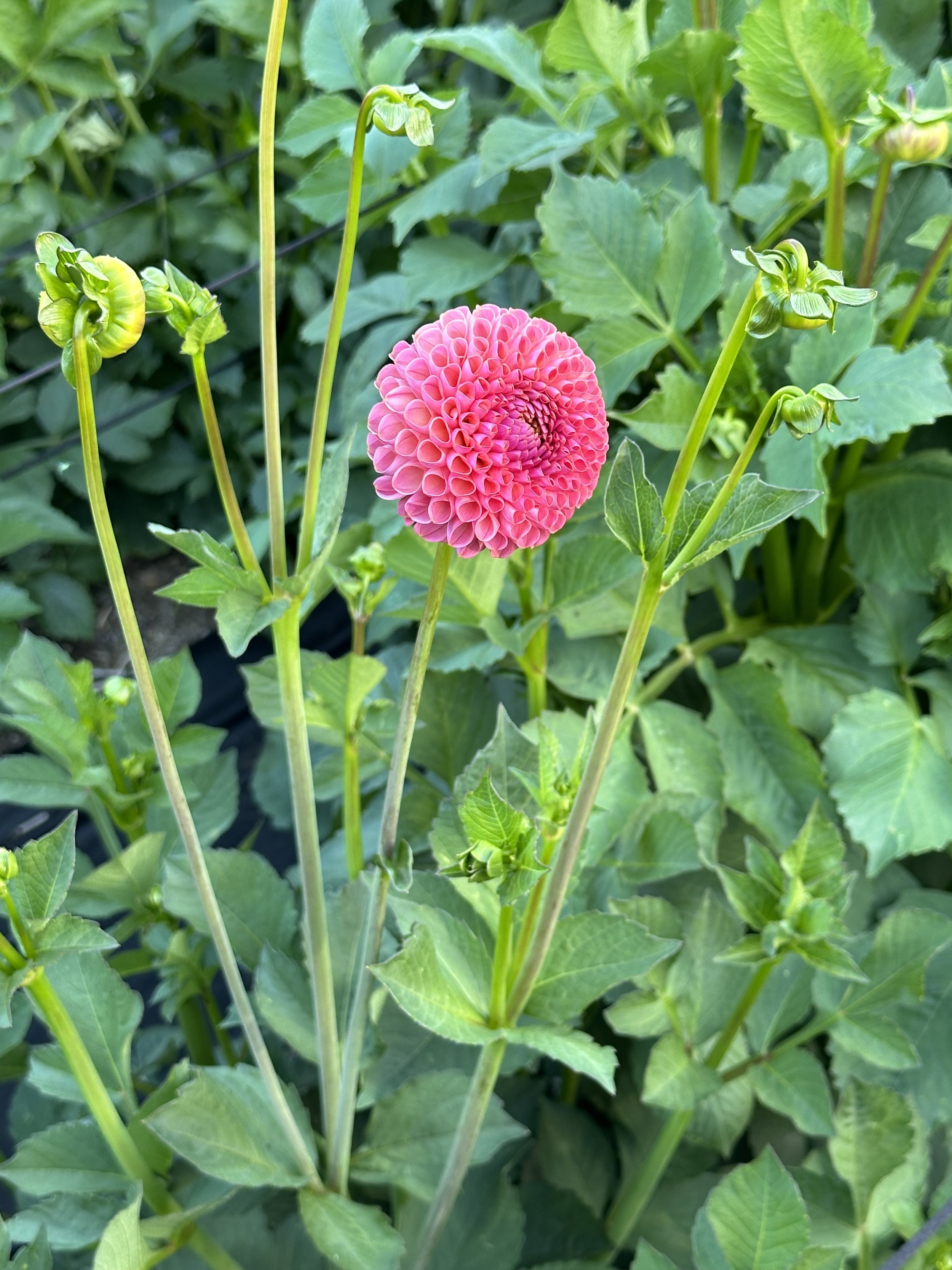 IMG_5375.jpeg