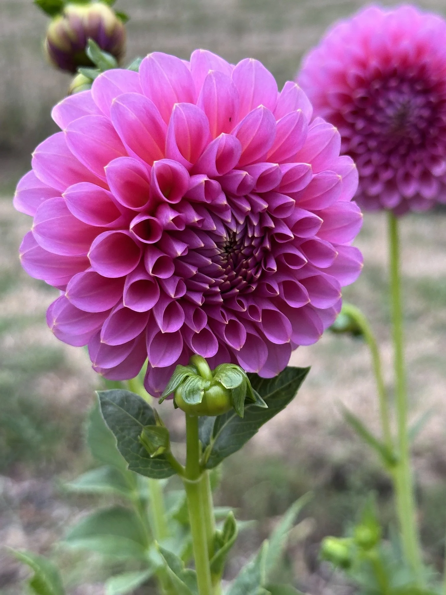 Florelie Lizzy Lou