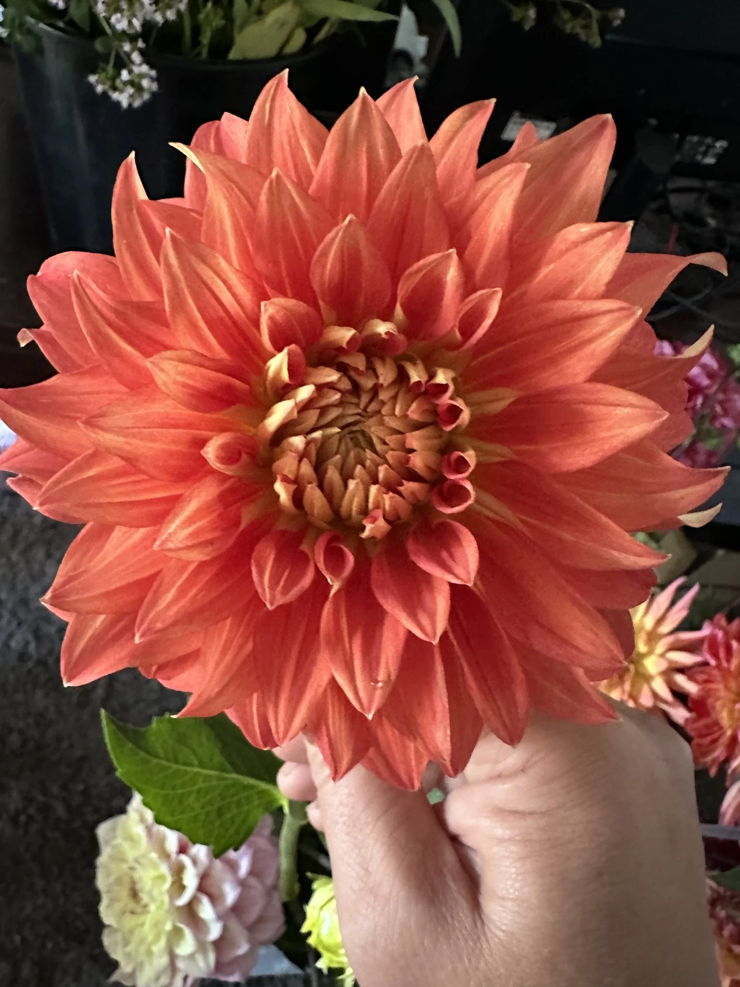 IMG_6216.jpeg