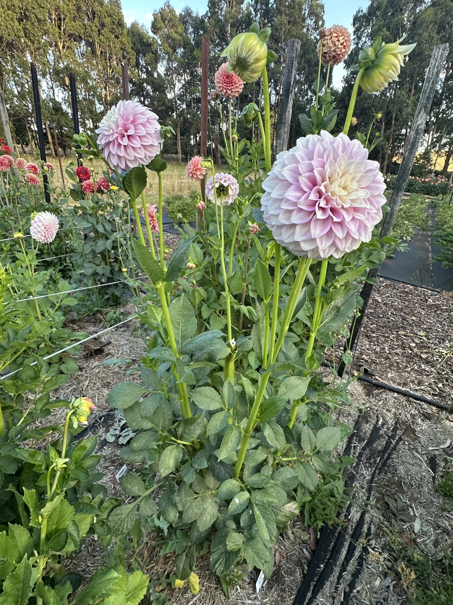 IMG_0838.jpeg