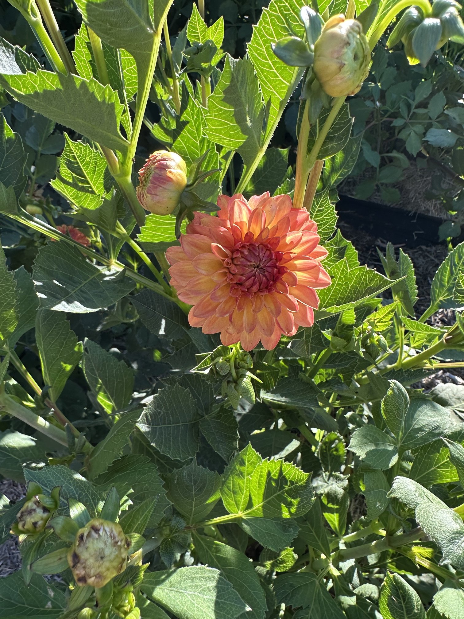 IMG_0654.jpeg