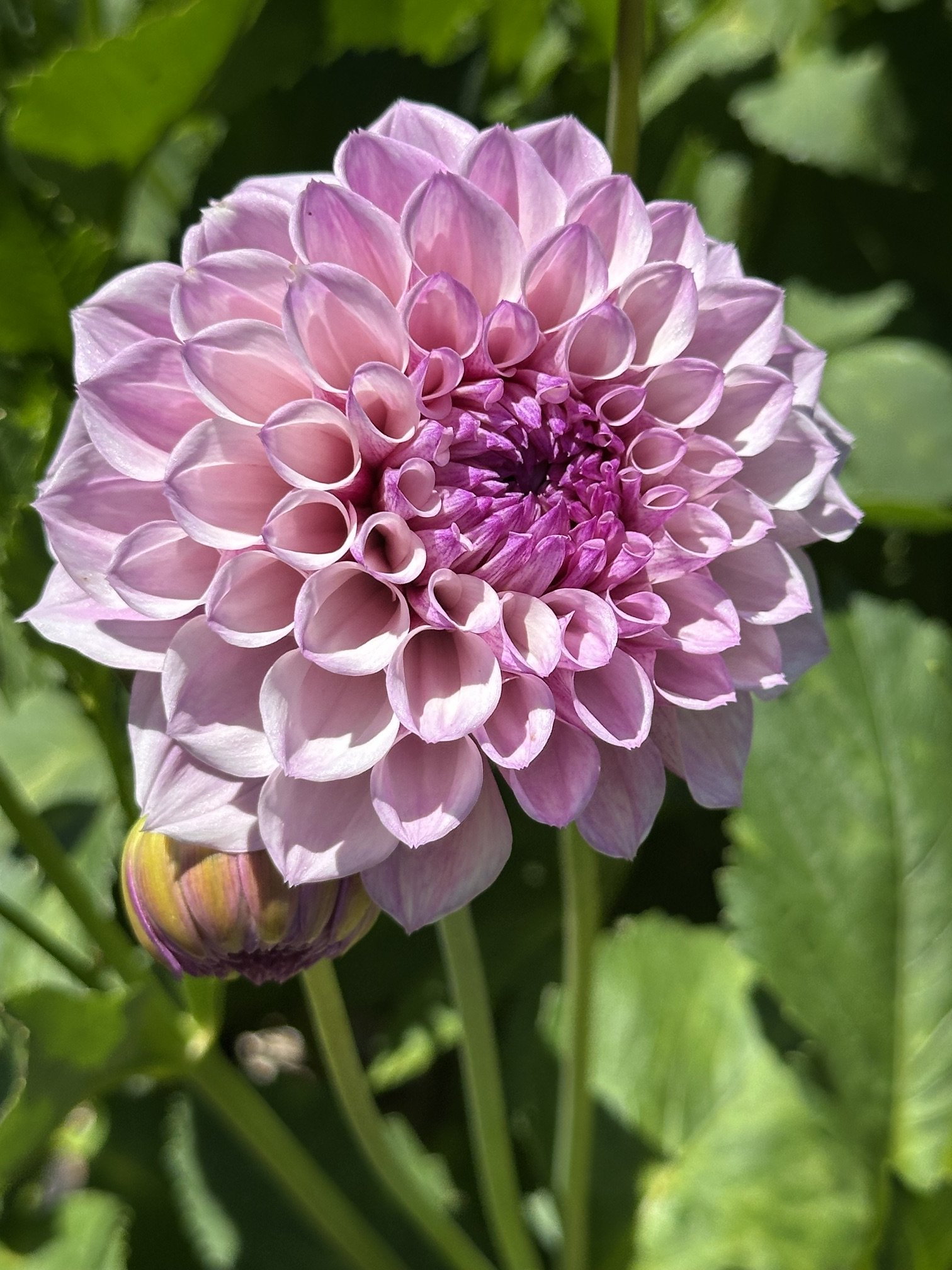 Jeff Bloom
