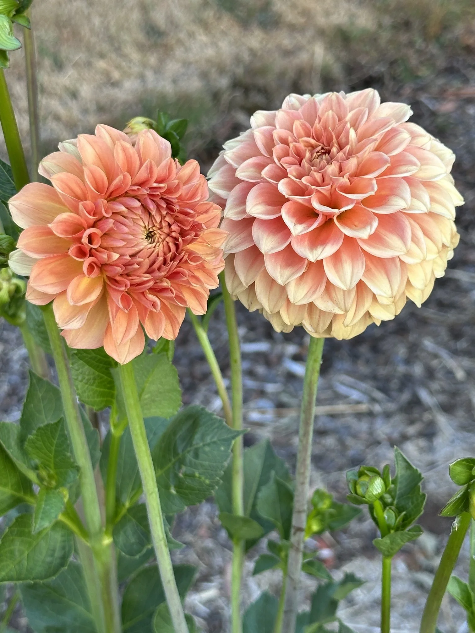 Florelie Nectar