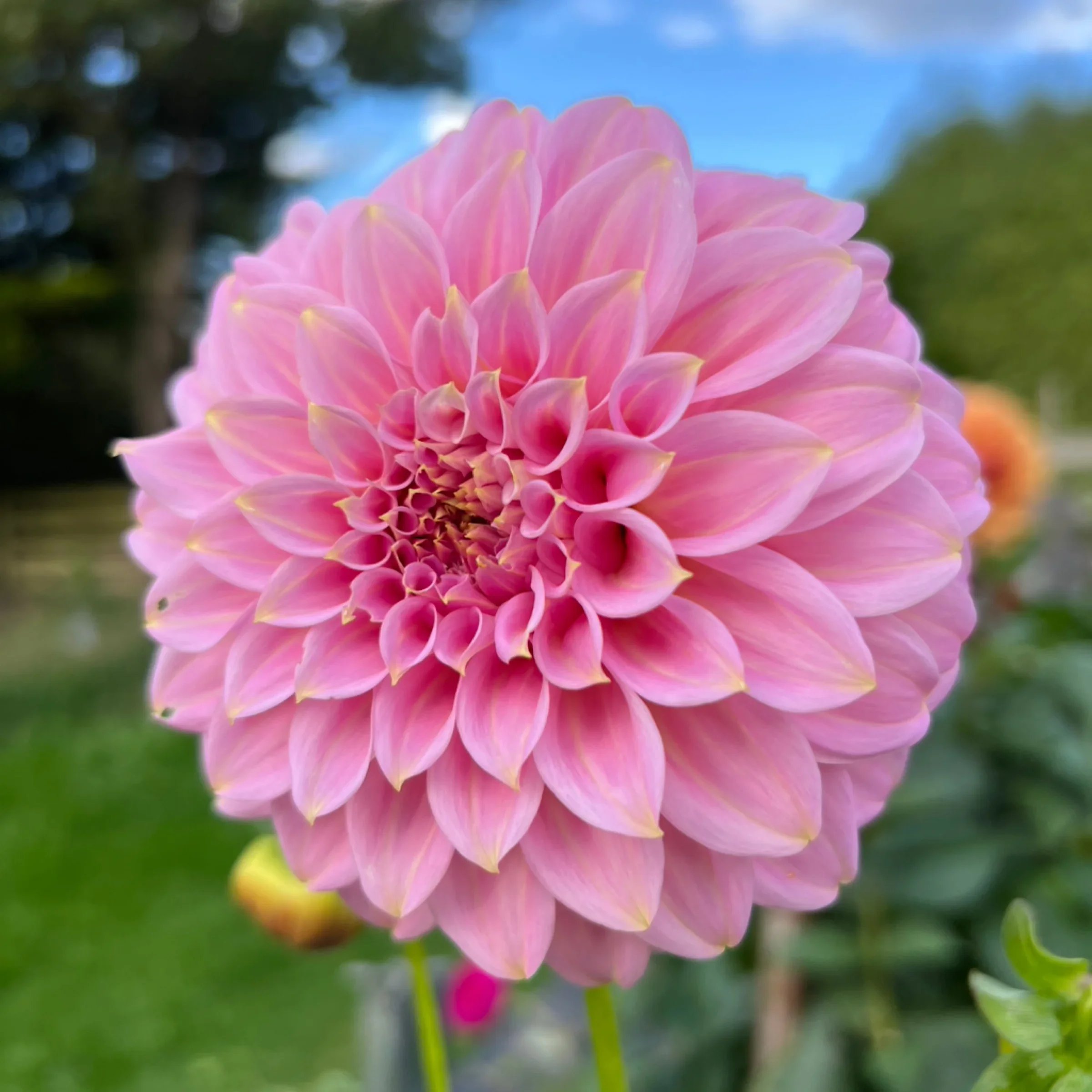Araluen Leatrice
