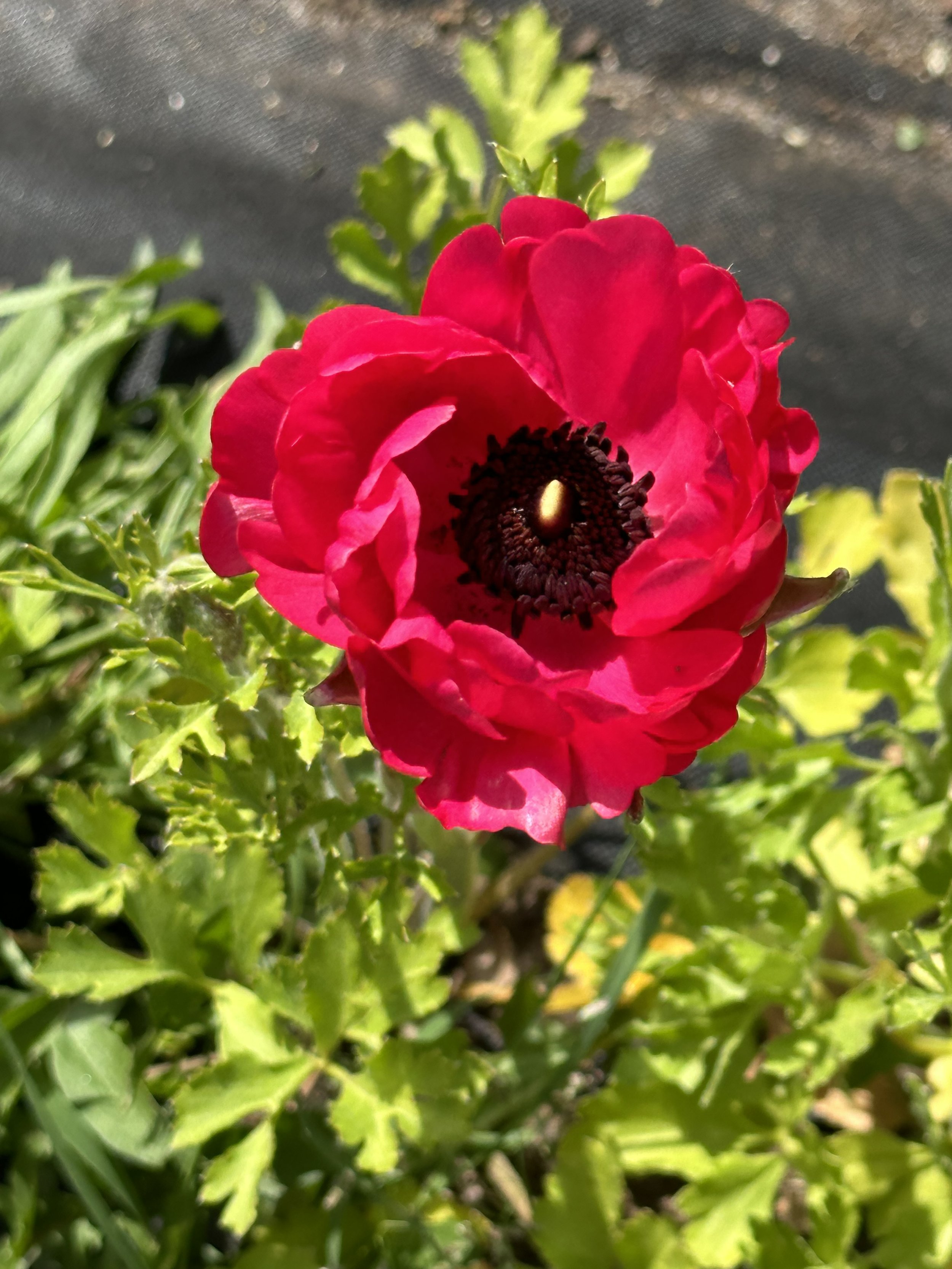 IMG_4045.jpeg