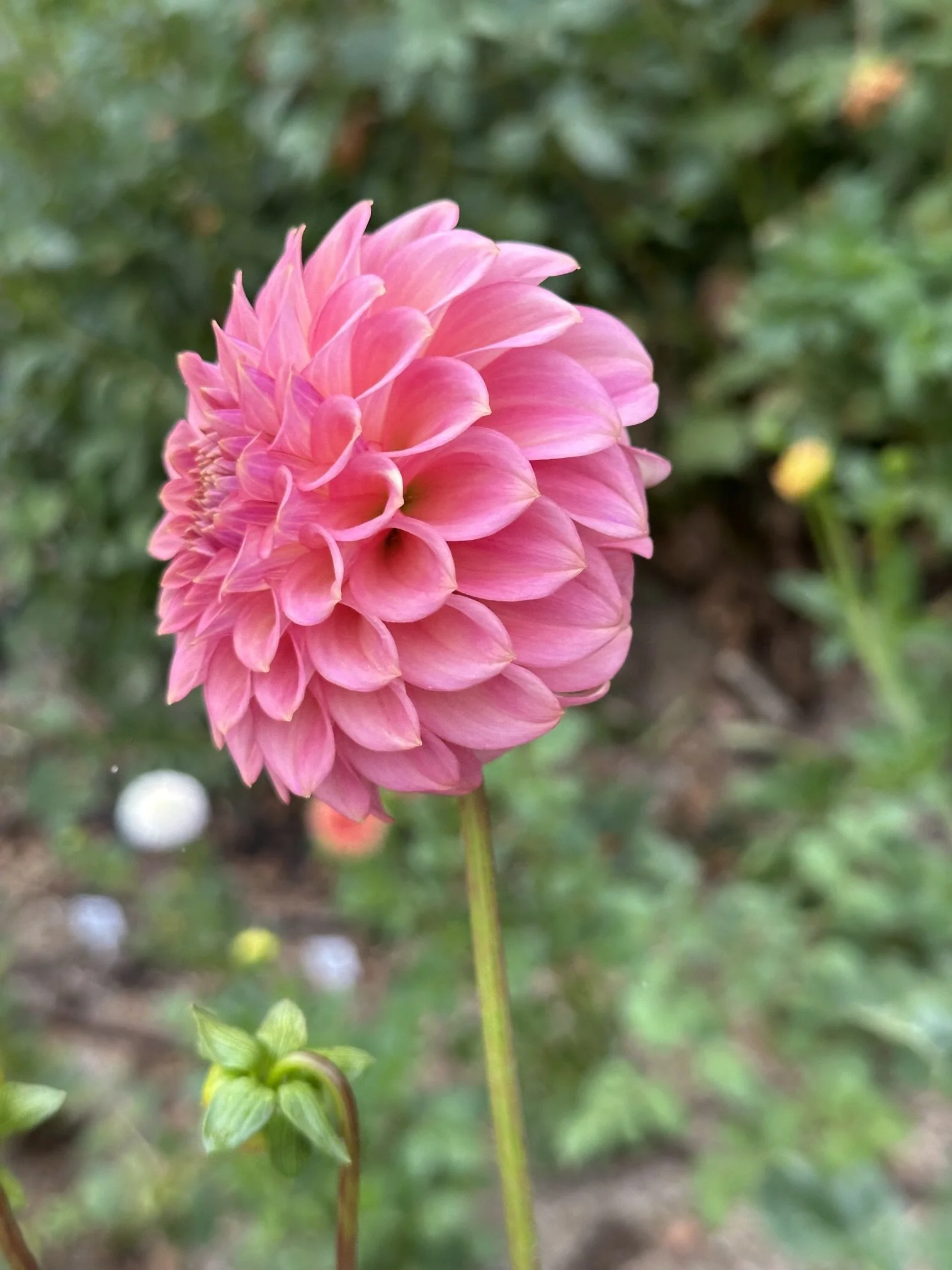 IMG_1745.jpeg