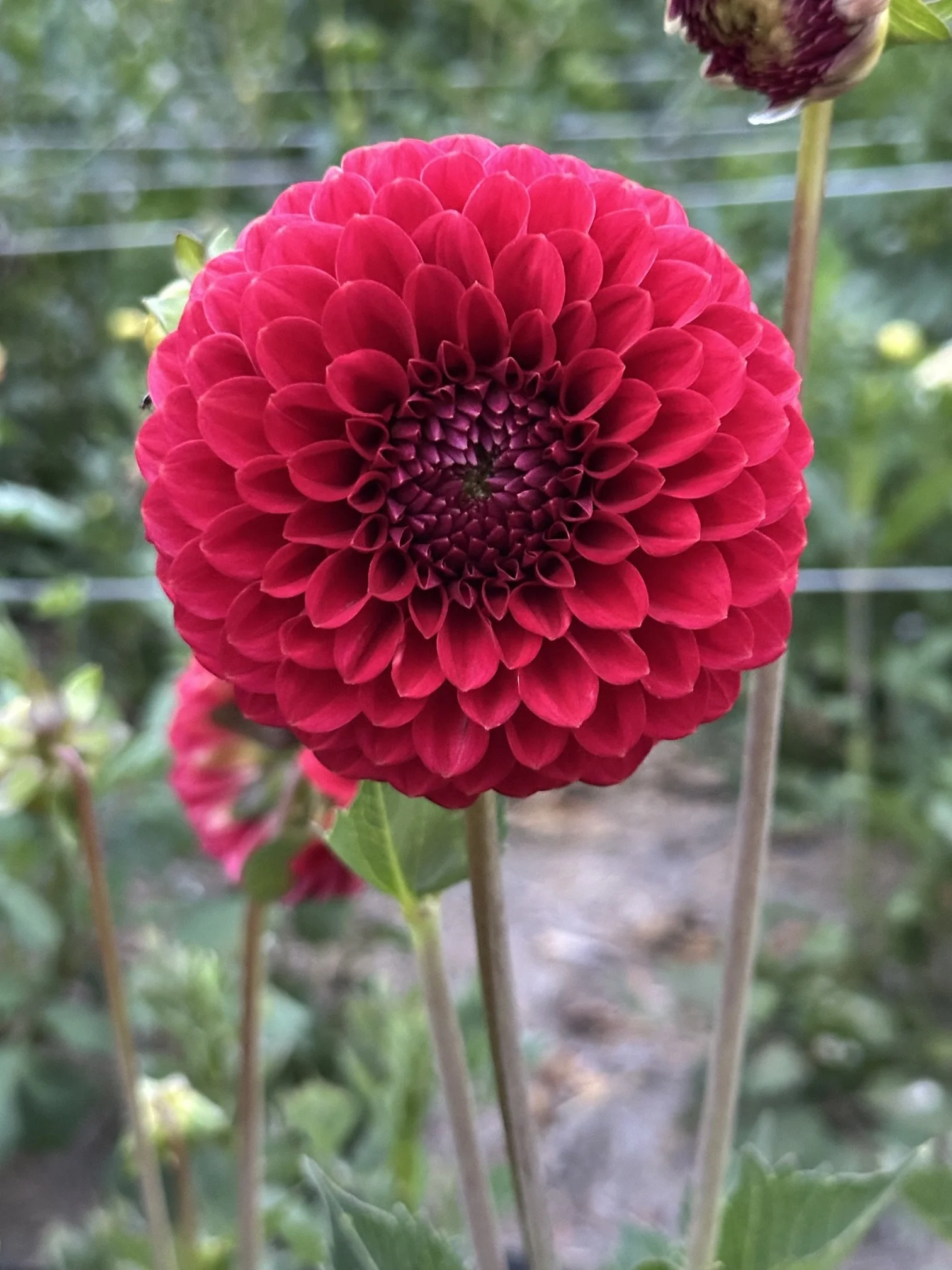 Florelie Vendetta