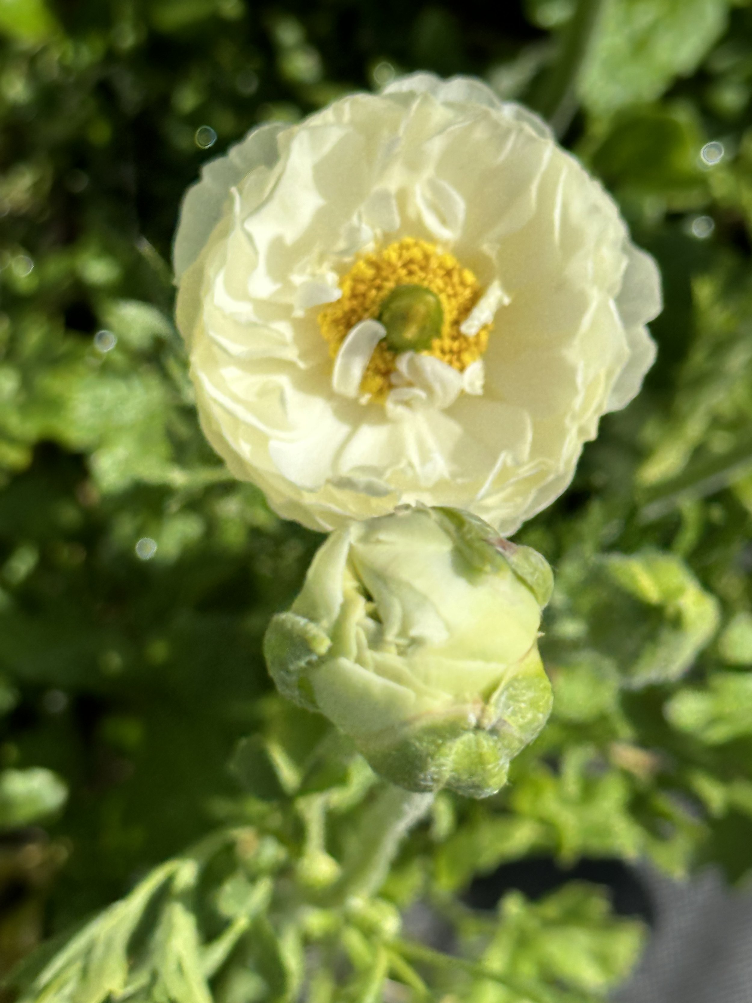 IMG_4044.jpeg